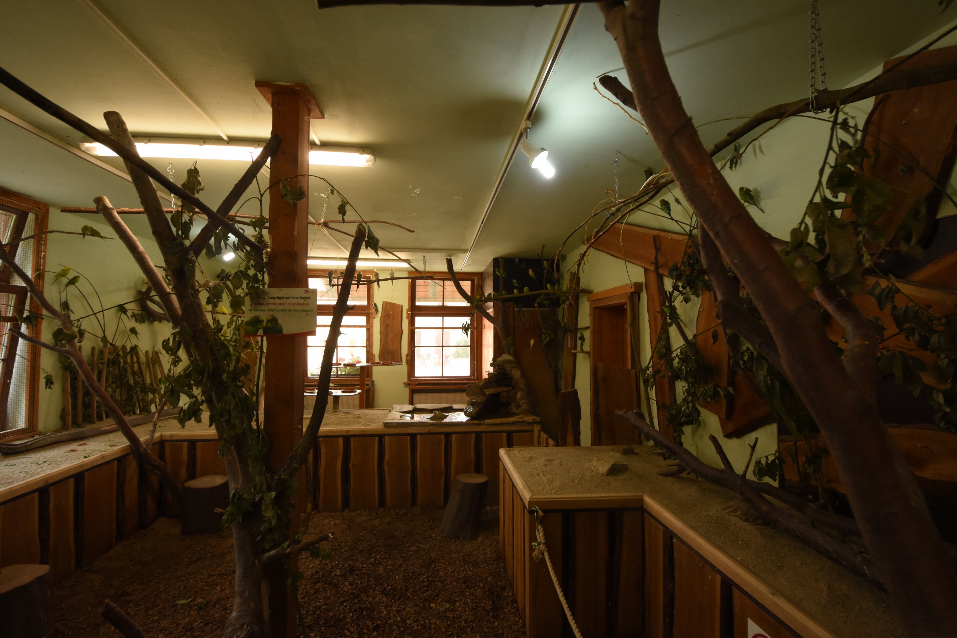 Walk-in aviary for Cockatiel and Budgies