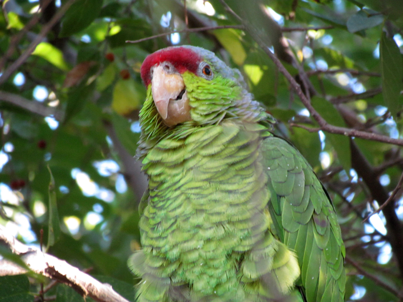 Walk-in Aviary - Lilac-crowned Parrot