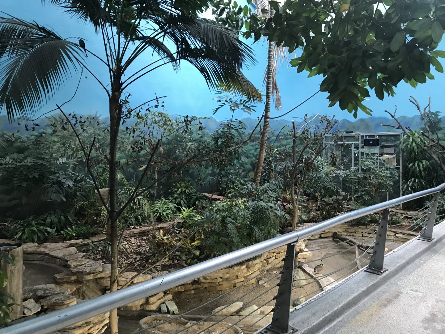 Walk-in Aviary - Reptiles and Birds