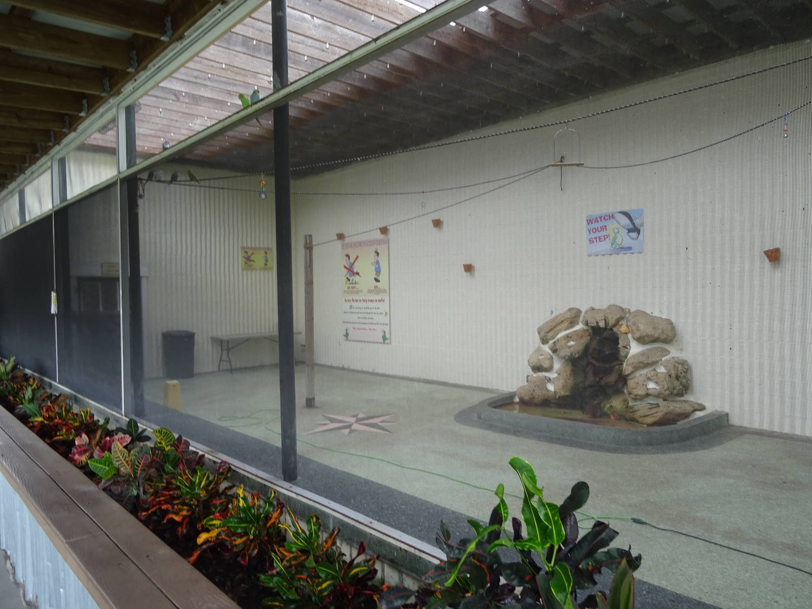 Walk-in Budgerigar Aviary at Gatorland