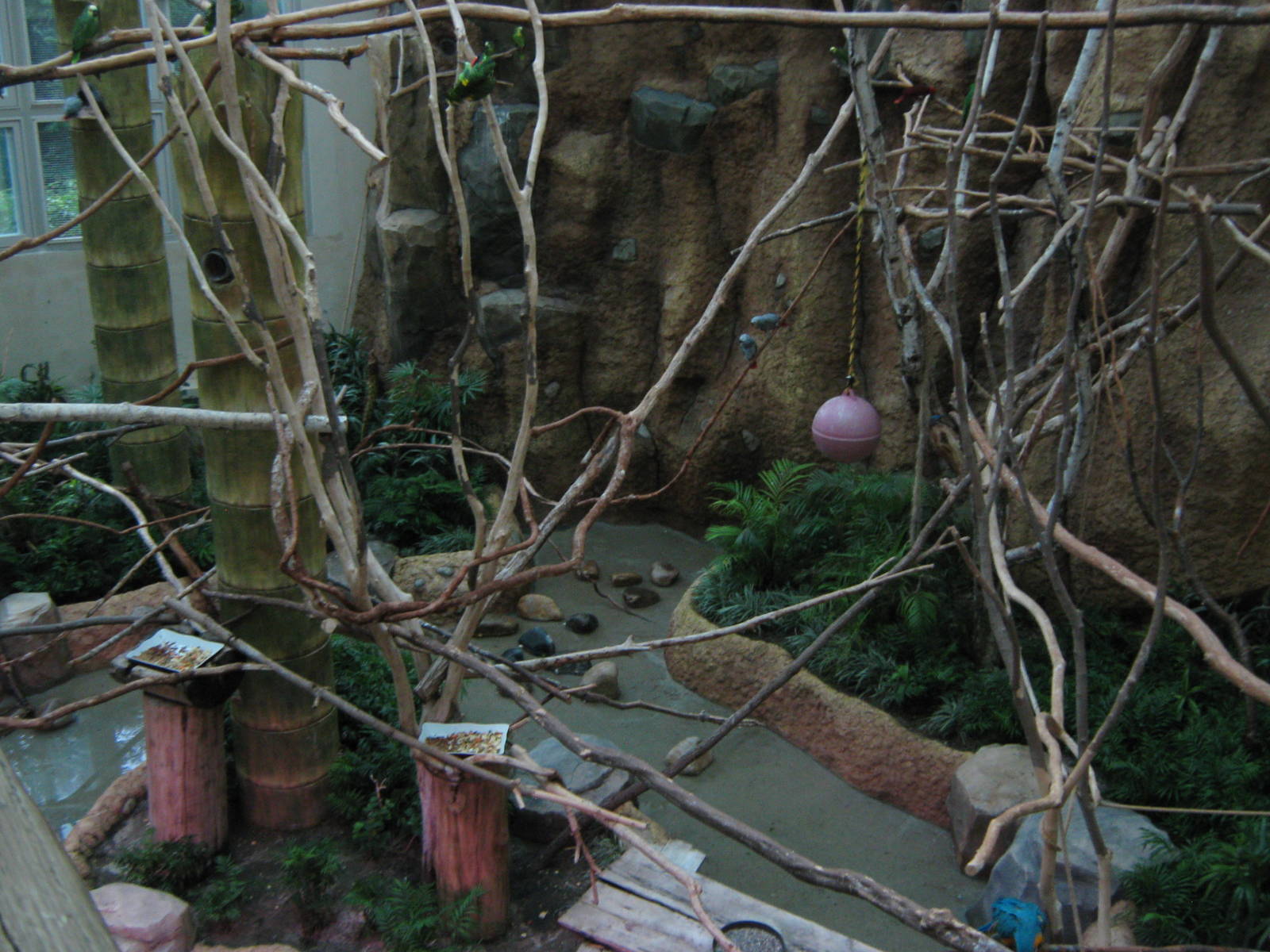 walk-in macaw aviary in the Bird House