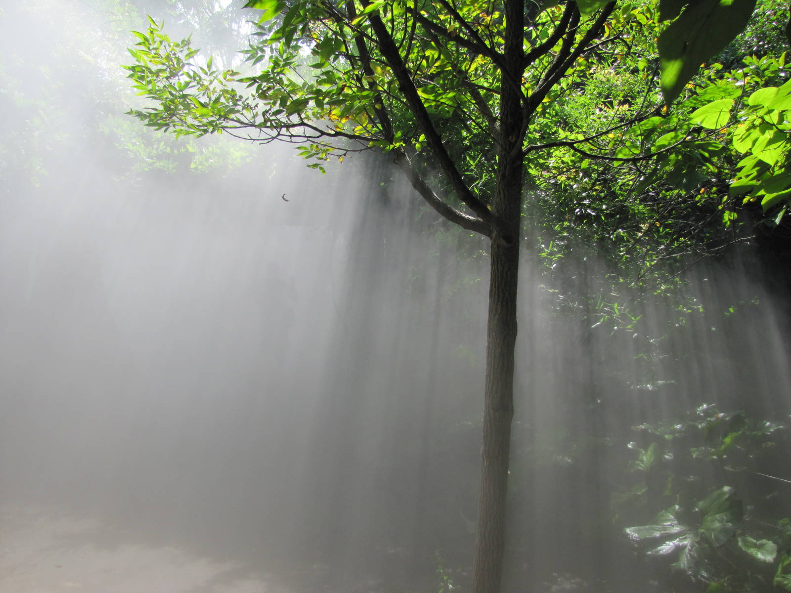 Walk into the mist...