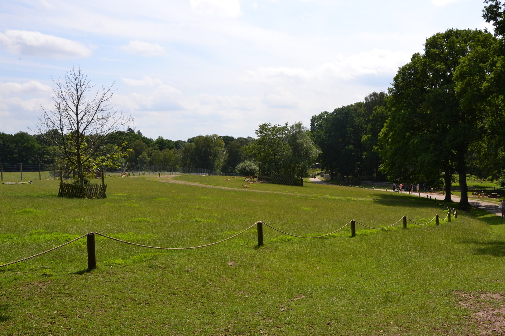 Walk-thorugh enclosure for fallow deer at Skånes djurpark