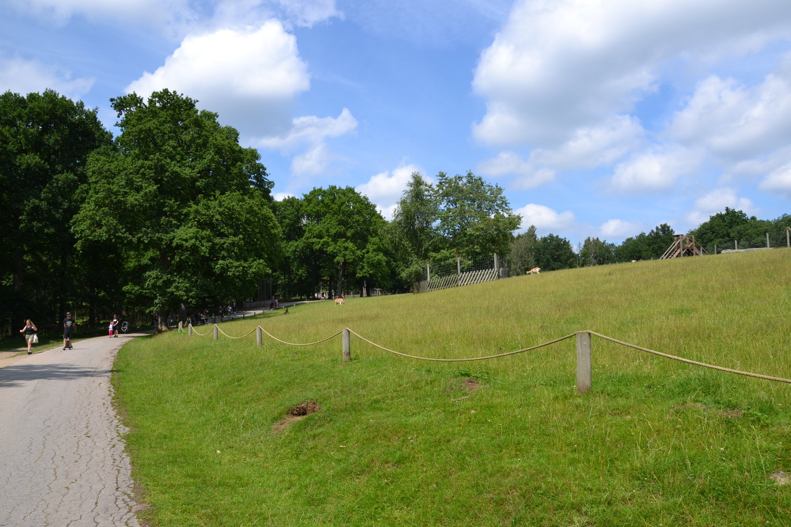 Walk-thorugh enclosure for fallow deer at Skånes djurpark
