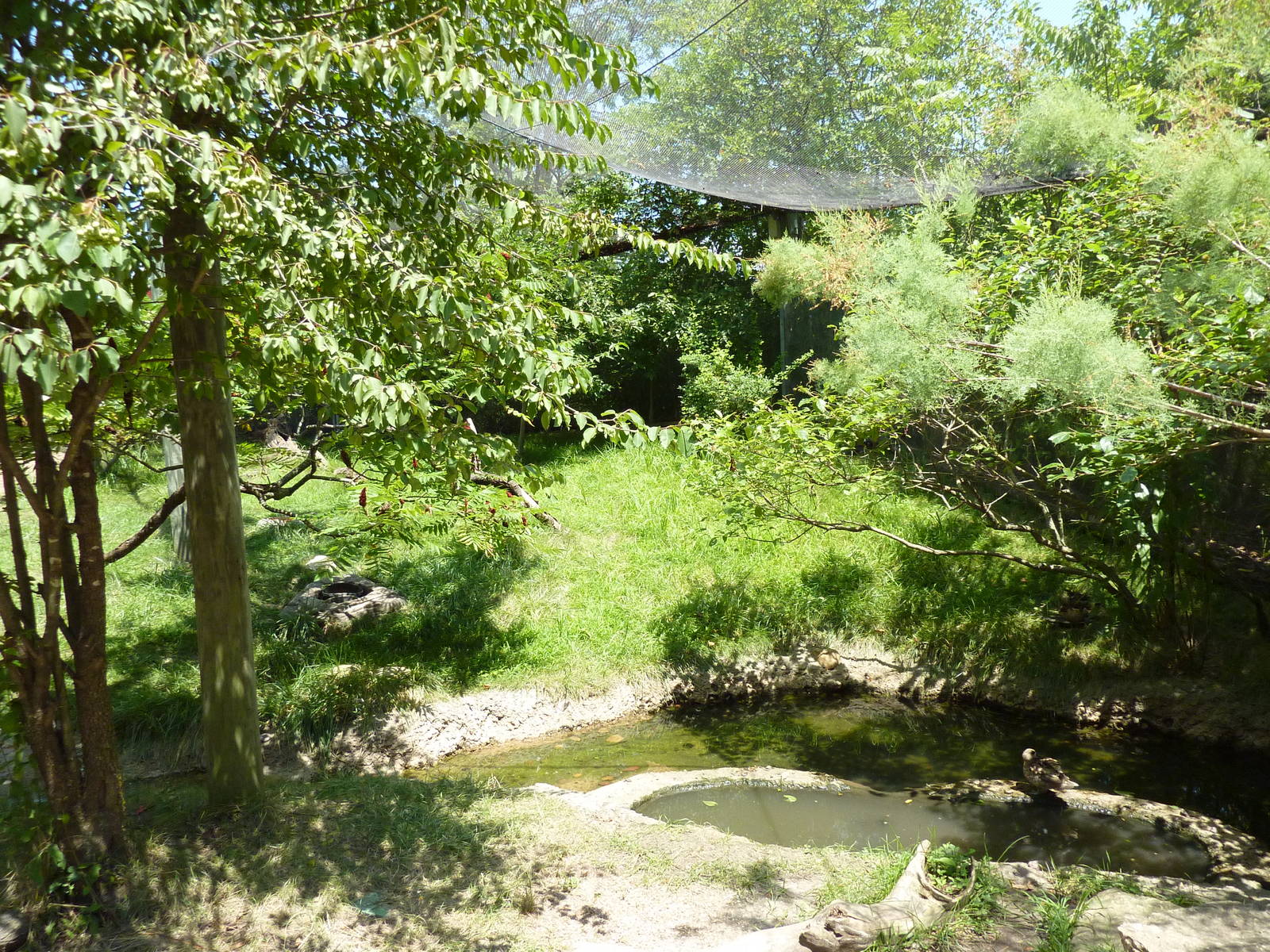 Walk-Through African Aviary