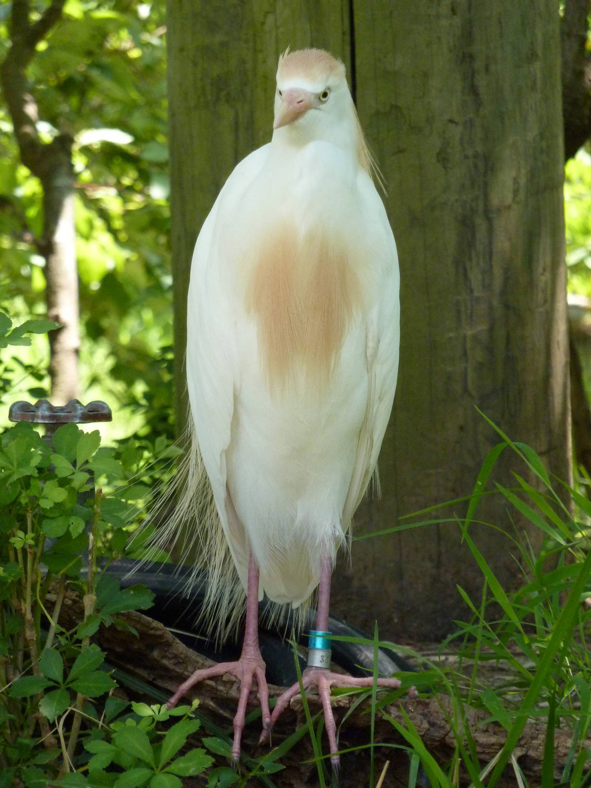 Walk-Through African Aviary