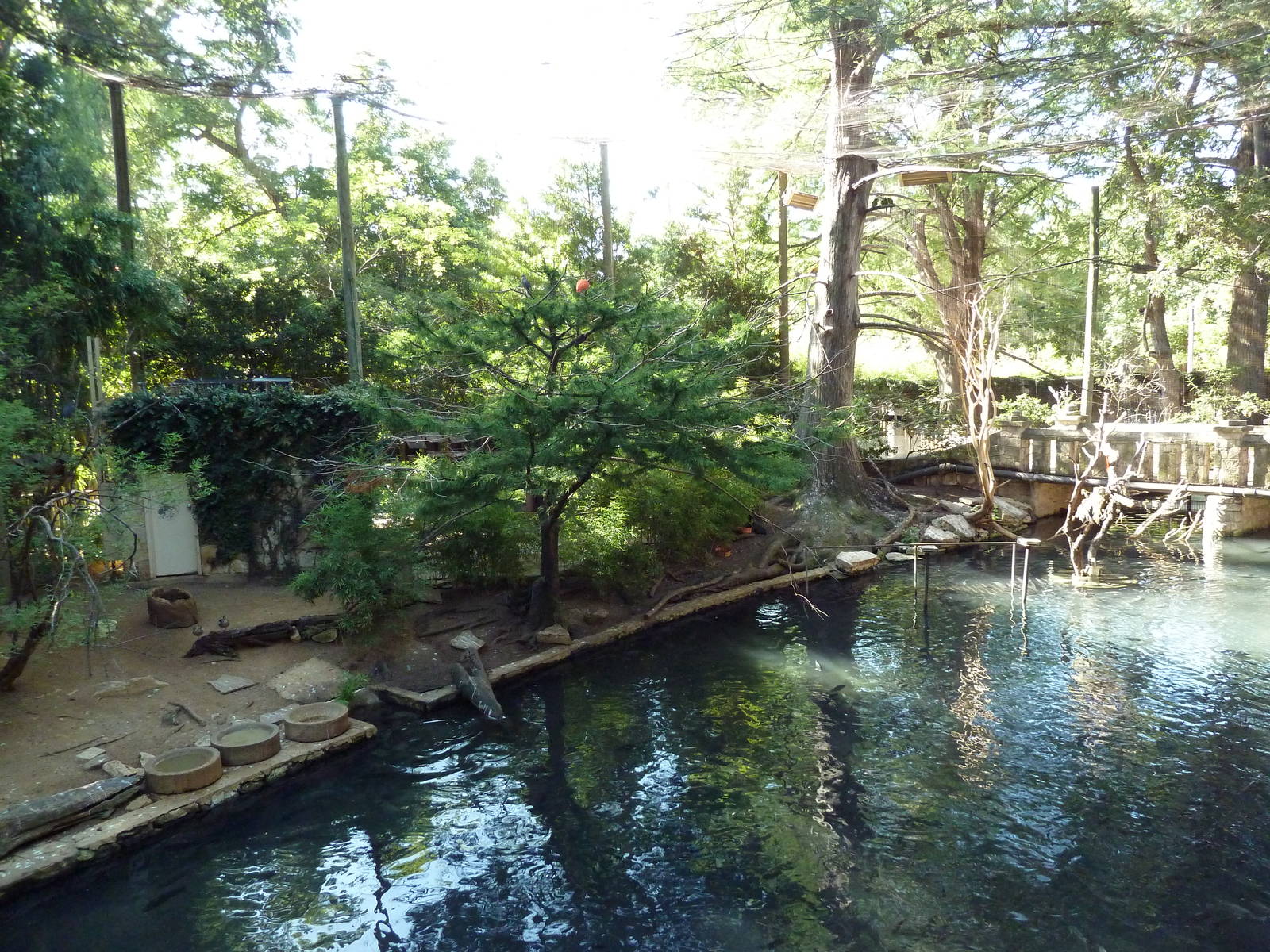 Walk-Through Amazon Aviary