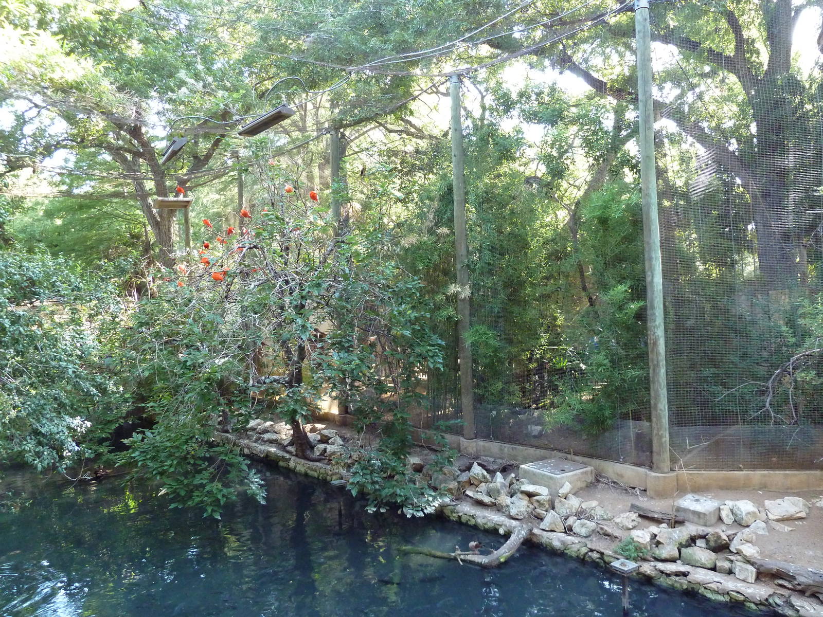 Walk-Through Amazon Aviary