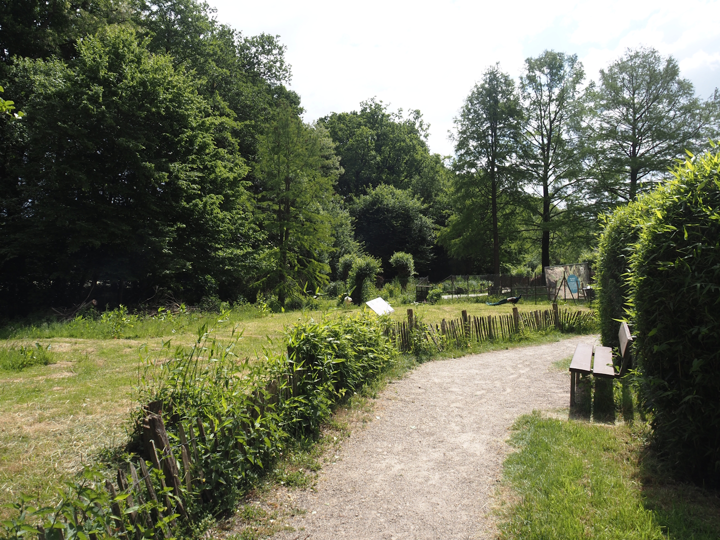 Walk-through area in the Blue peafowl, Demoiselle crane and Hawaiian goose exhibit, 2025-05-22