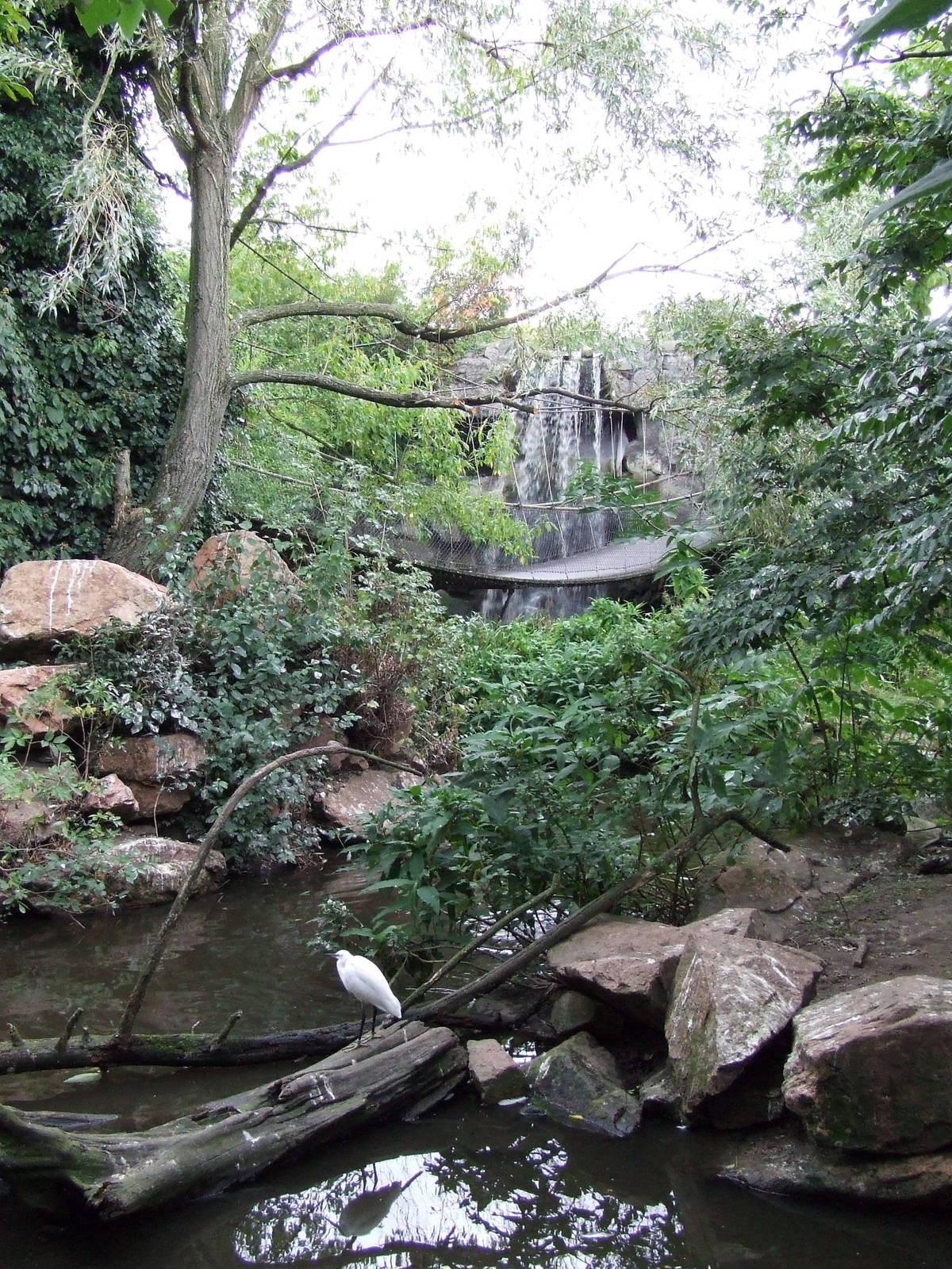 Walk-through Asian aviary, Asian Marshes