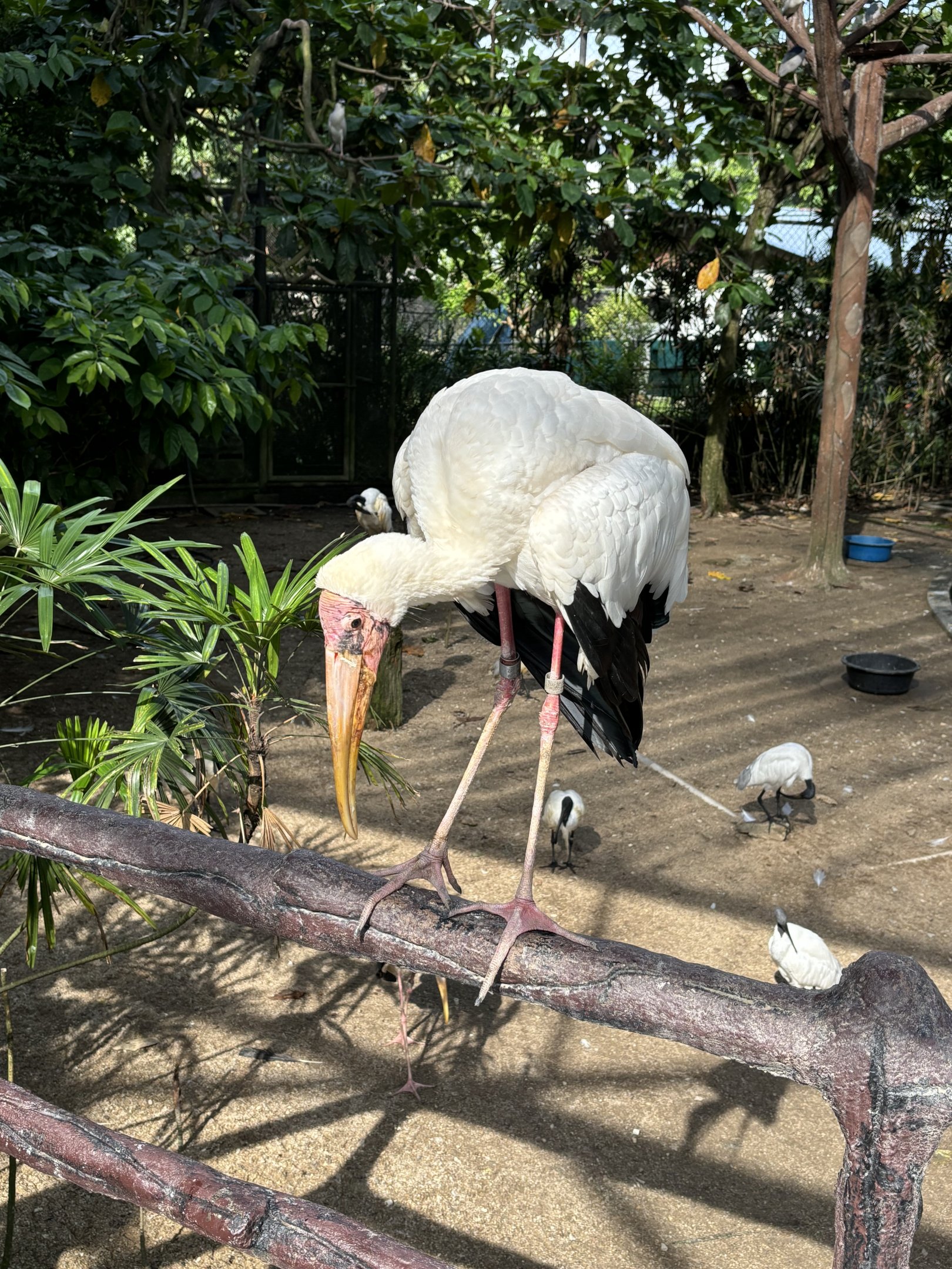 Walk-through Aviary #1 - Milky Stork