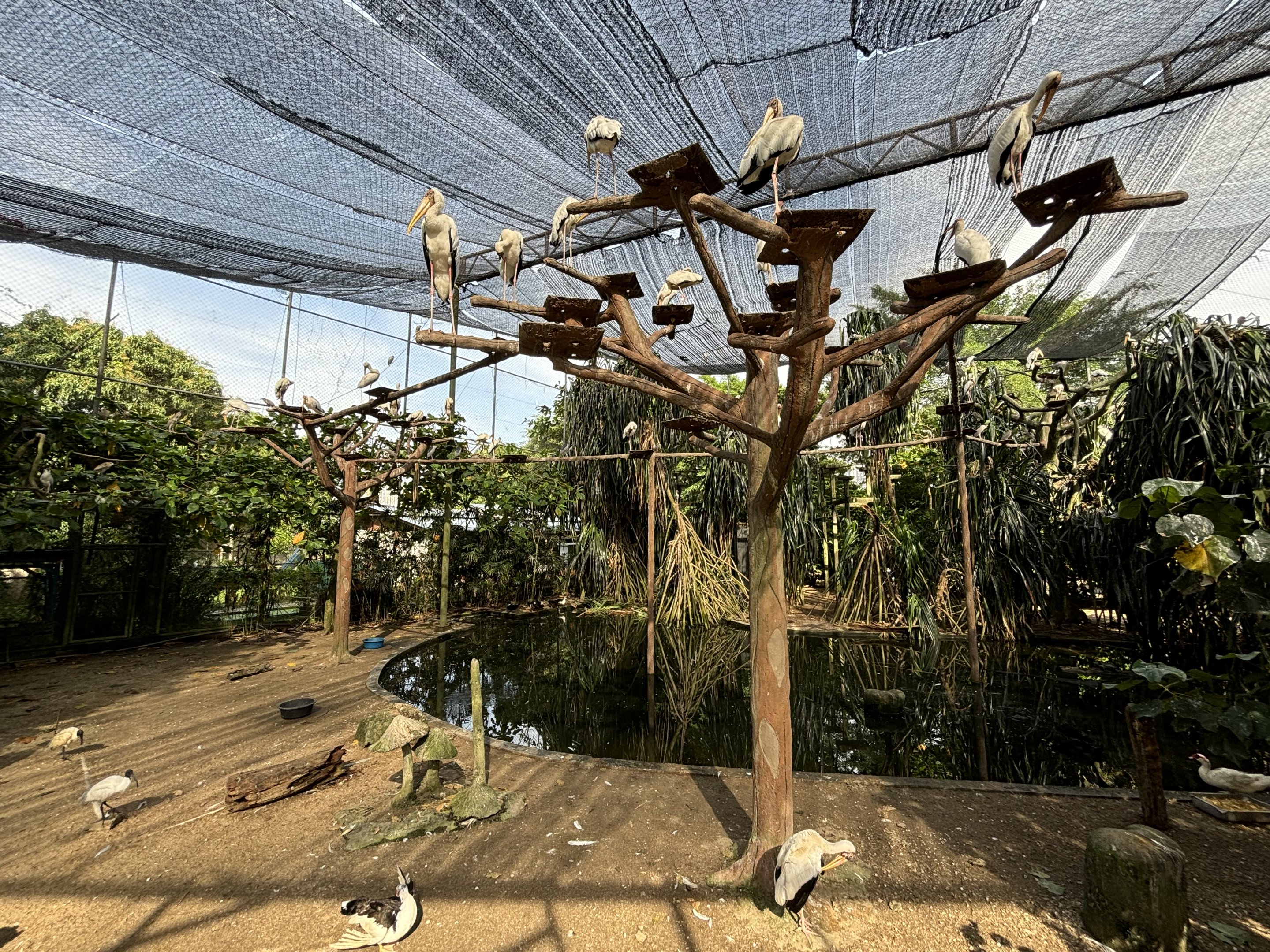 Walk-through Aviary #1
