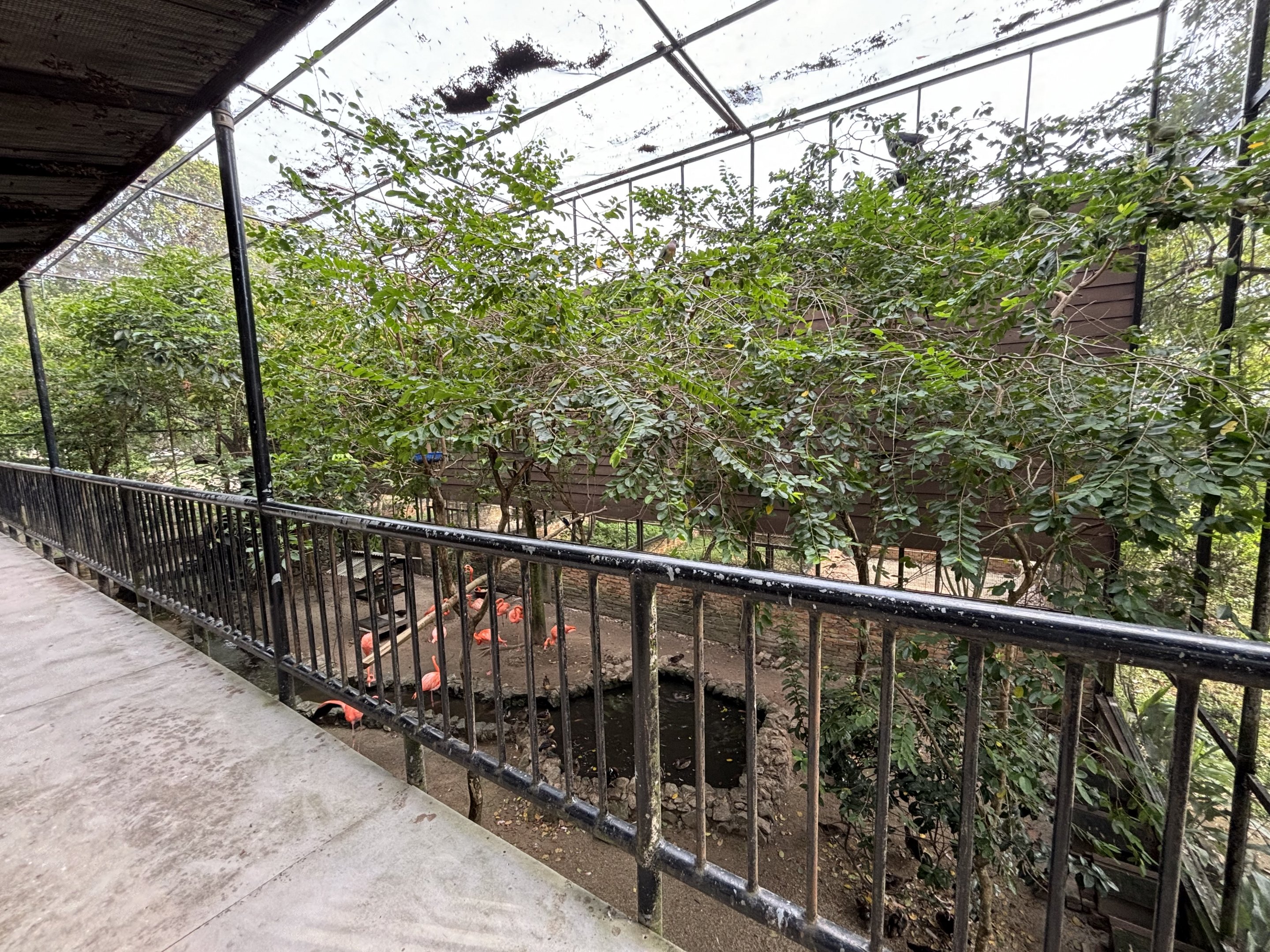 Walk-through Aviary #2 - upper level