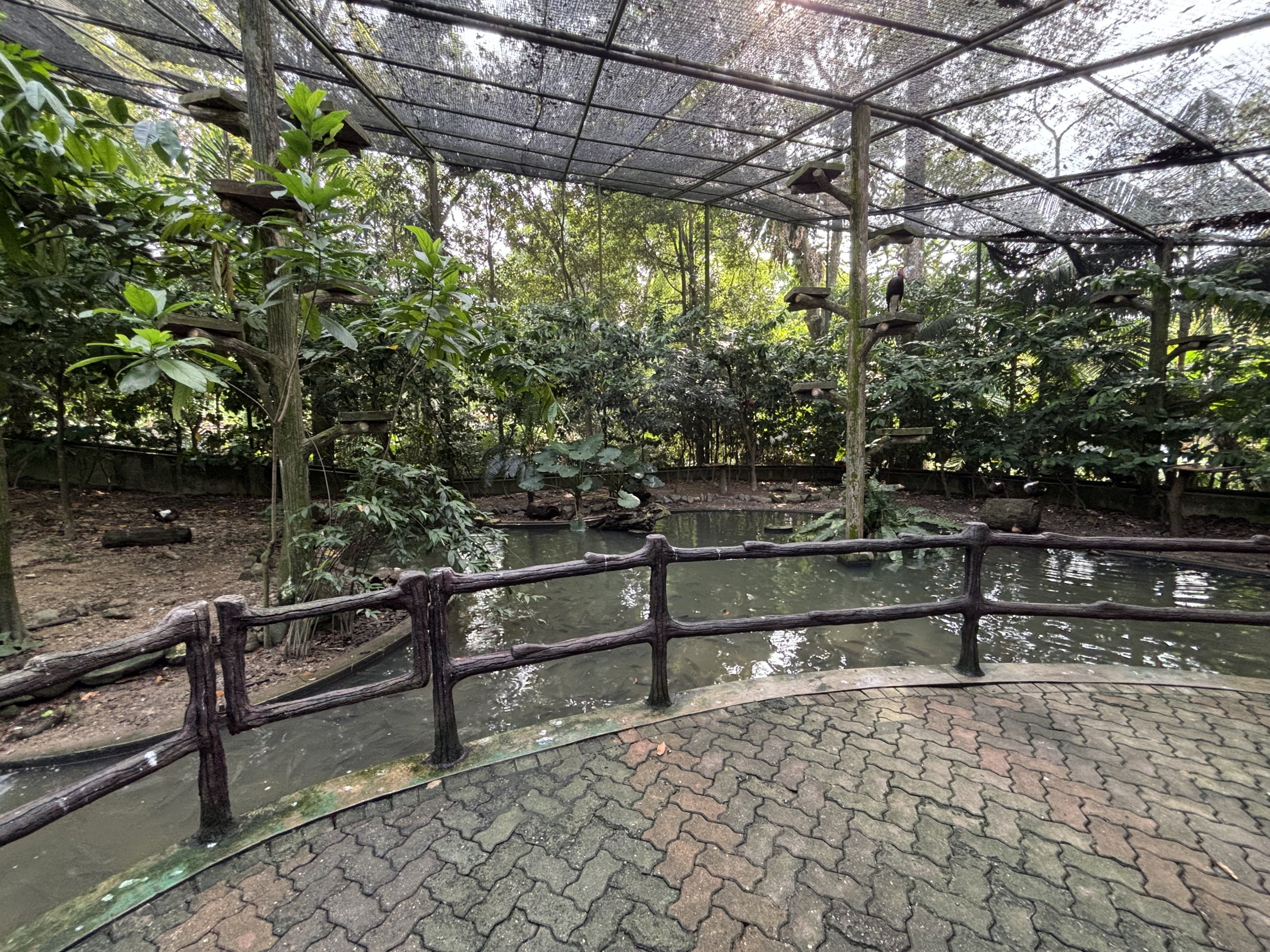 Walk-through Aviary #2