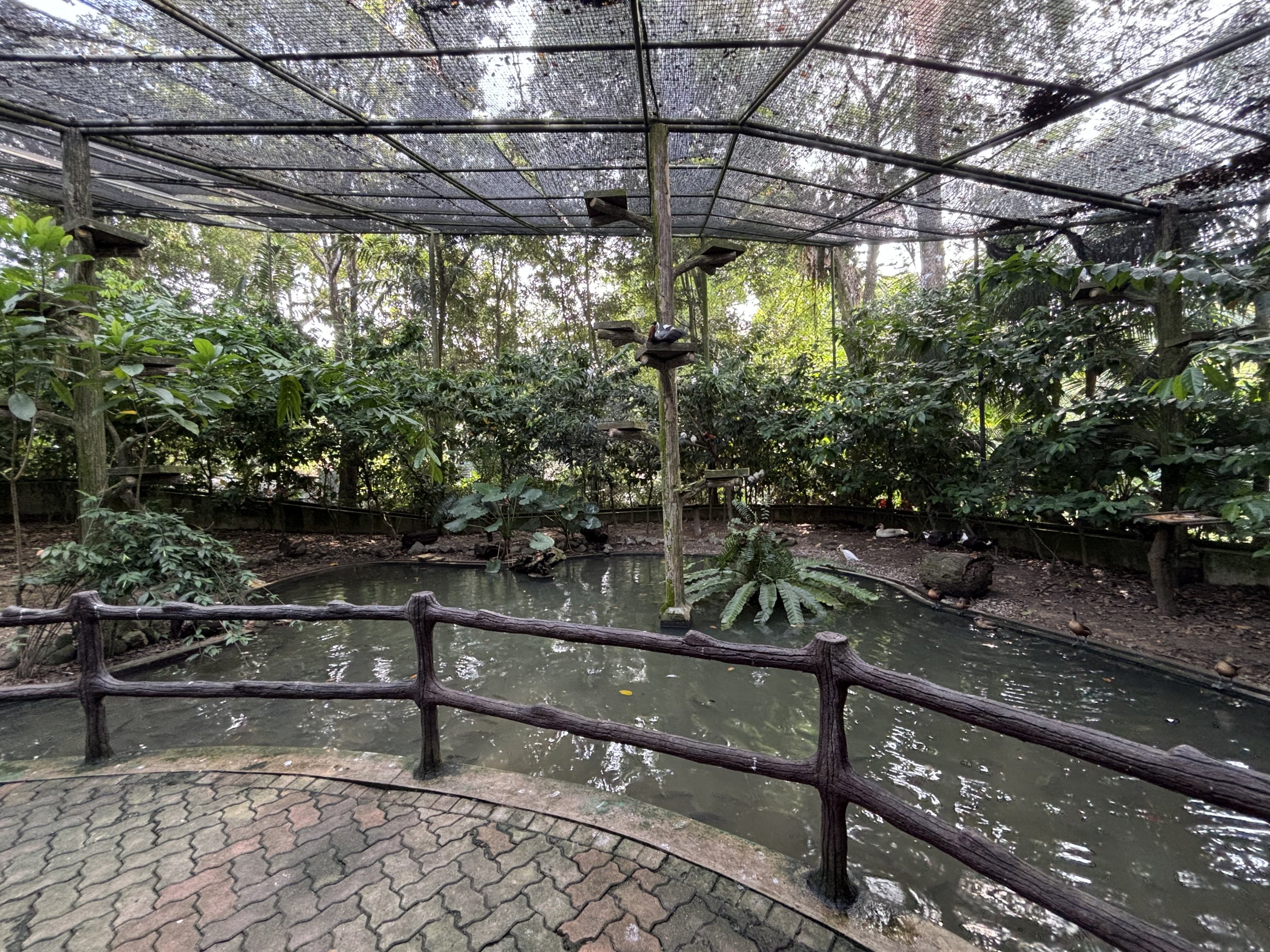 Walk-through Aviary #2