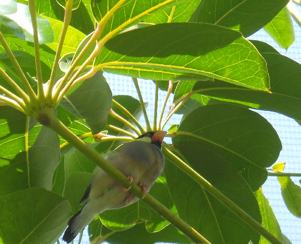 Walk through aviary 2010