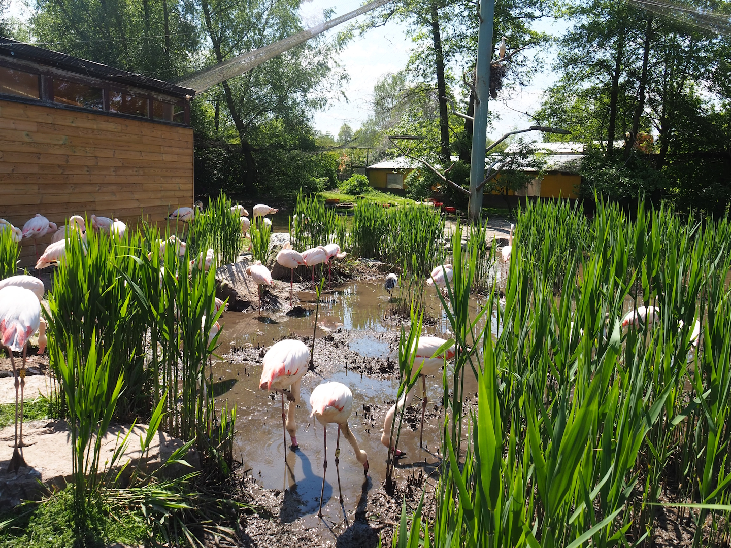 Walk-through aviary, 2023-05-19