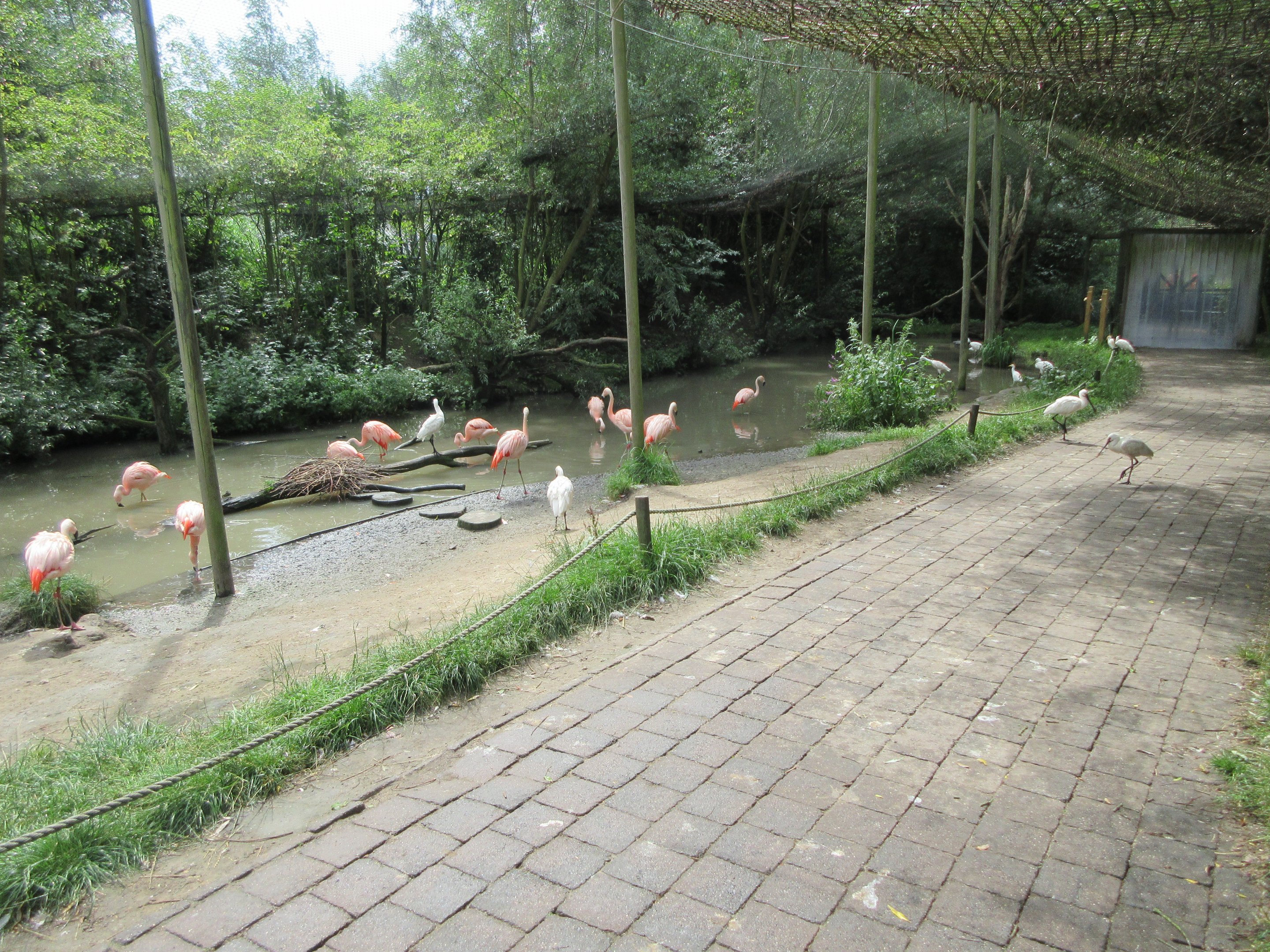 Walk-through Aviary (3 species)