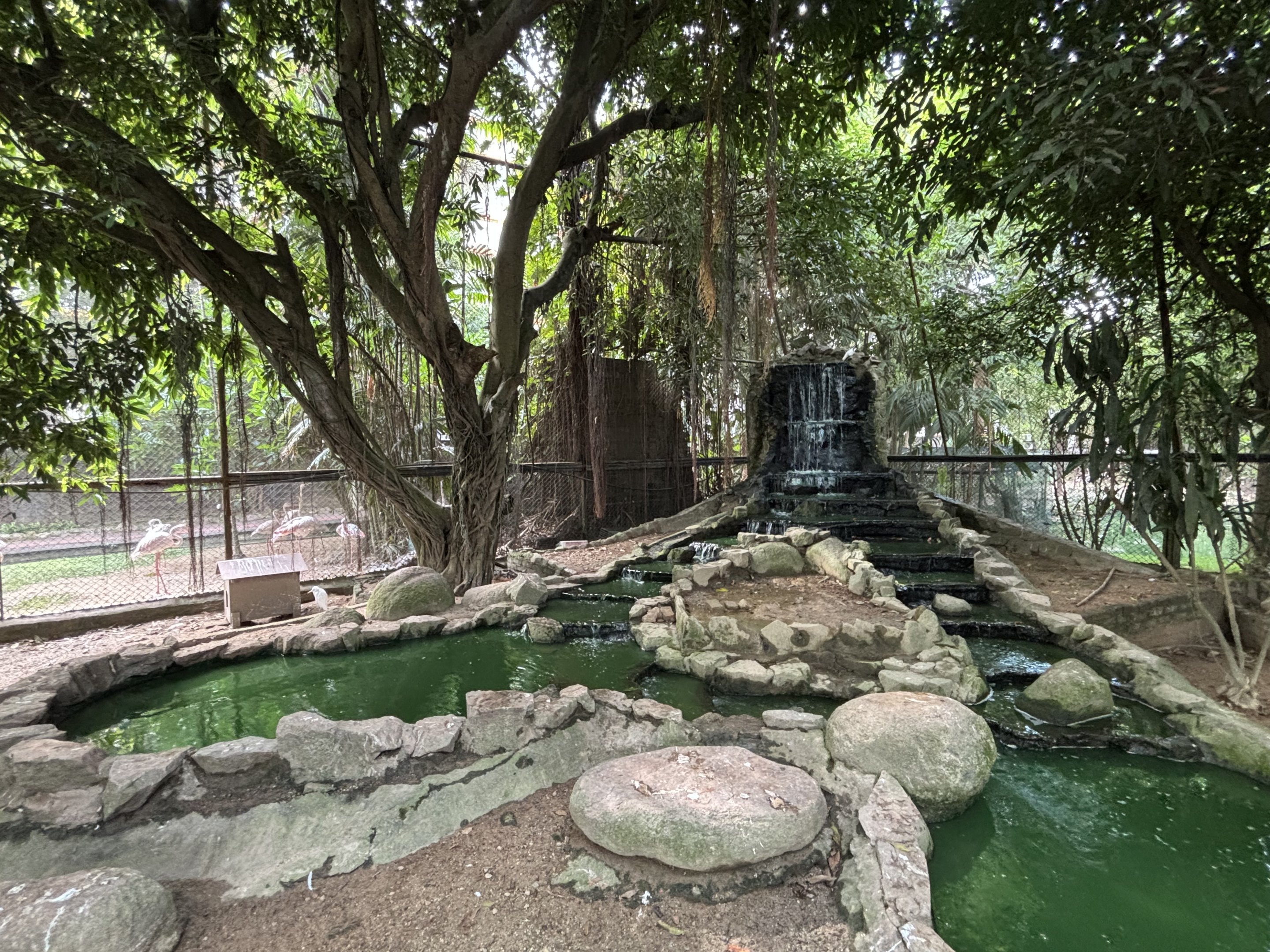 Walk-through Aviary #3