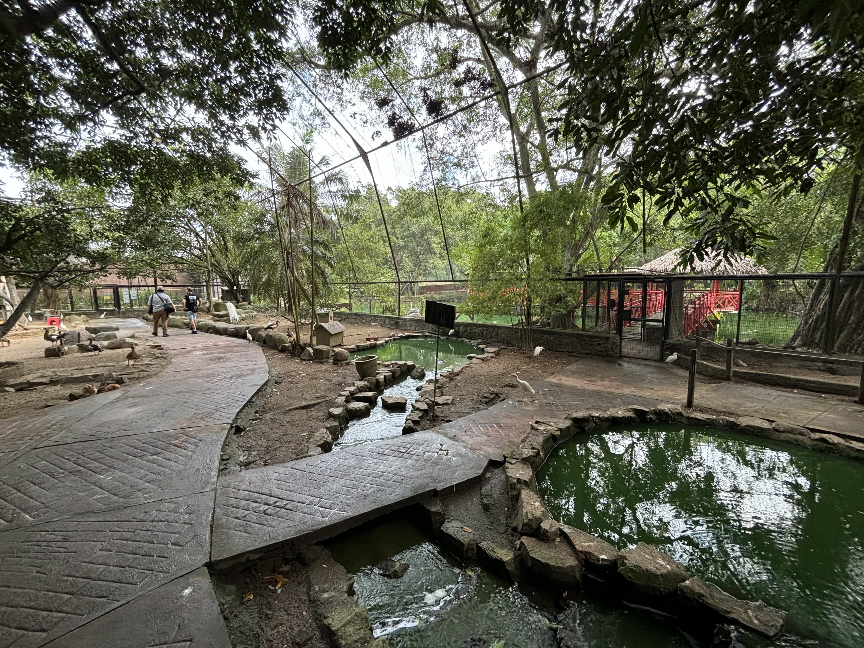 Walk-through Aviary #3