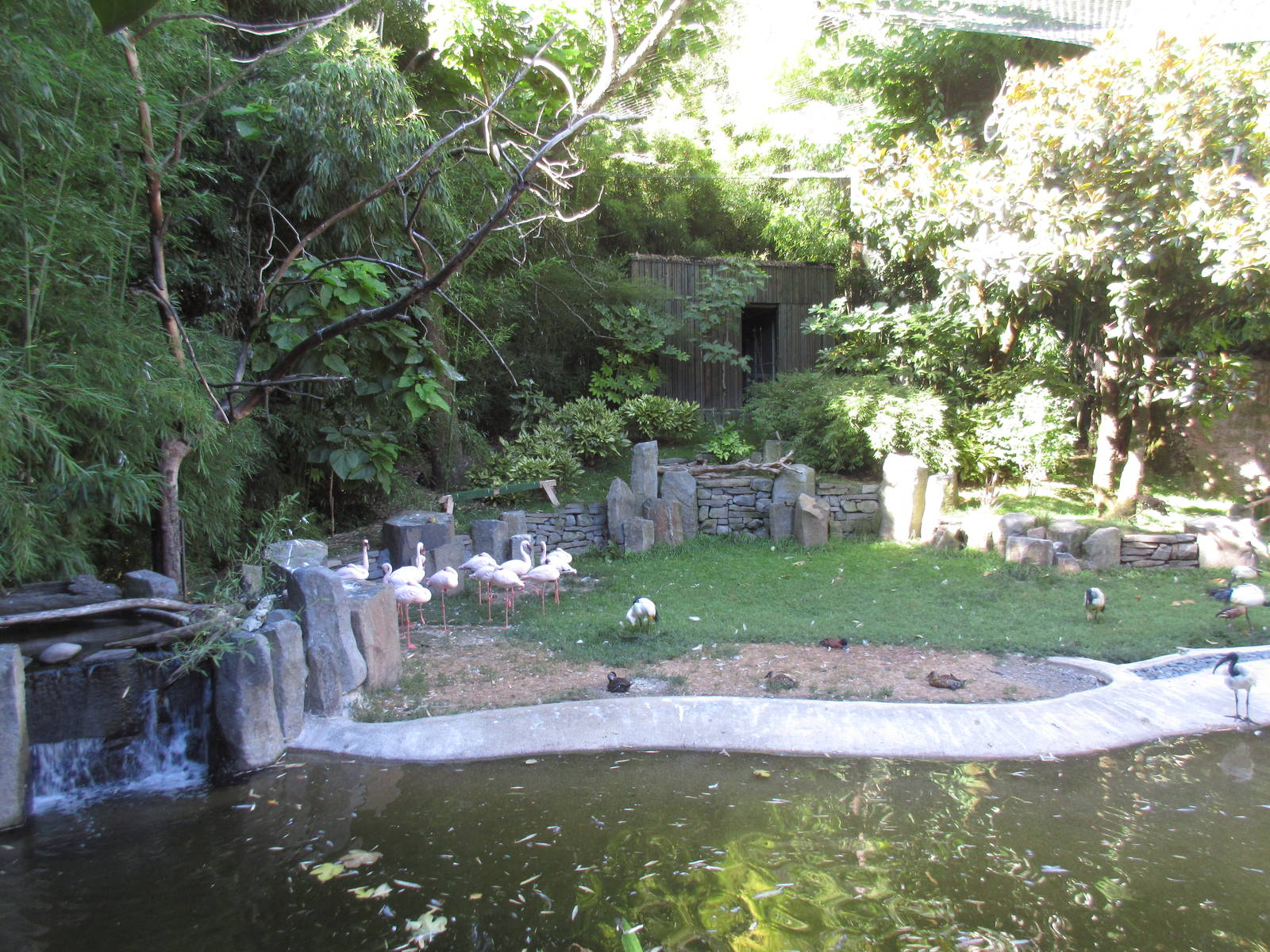 Walk-Through Aviary (8 Species)