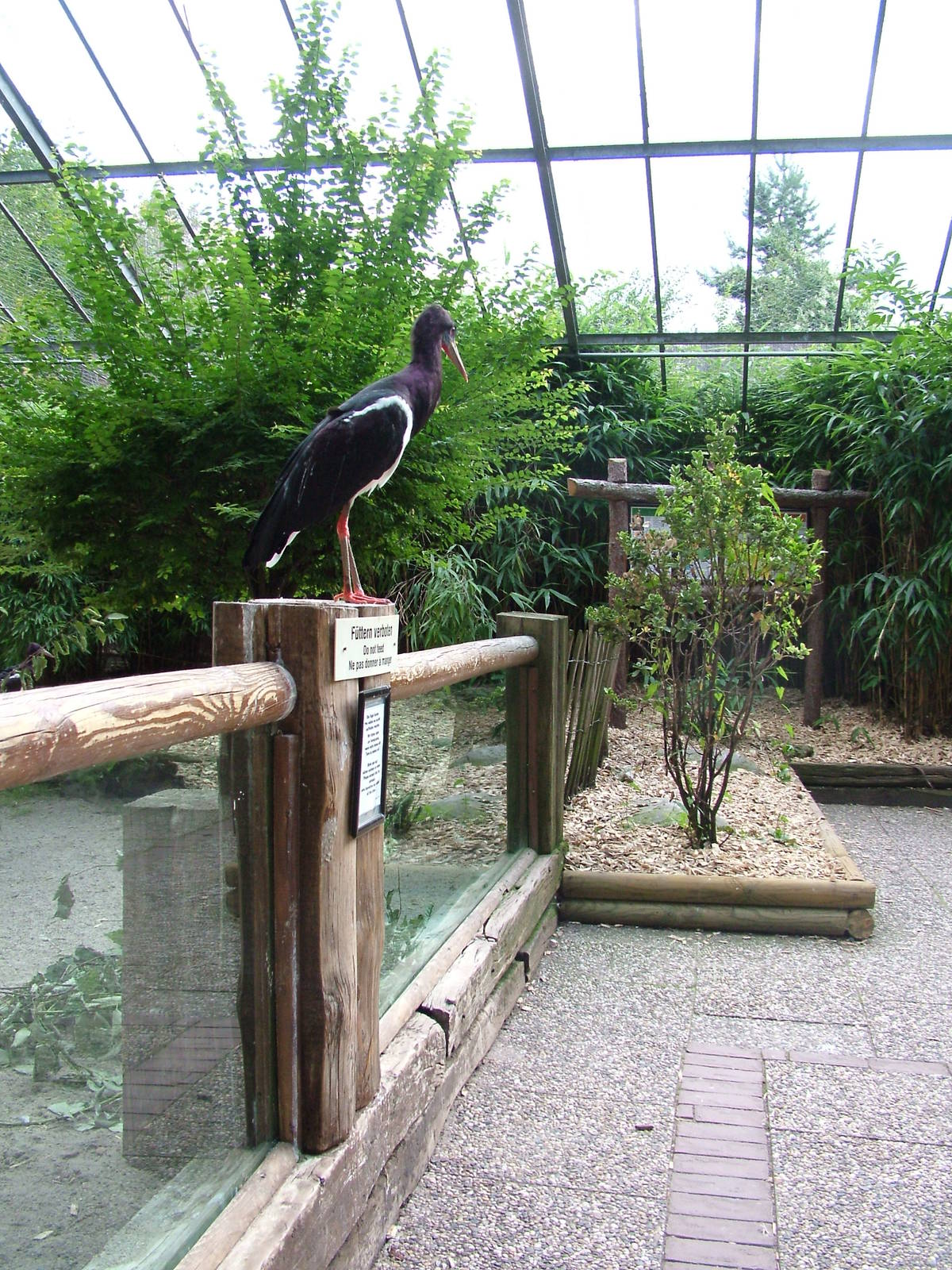 Walk-through Aviary at Landau Zoo, 04/09/10