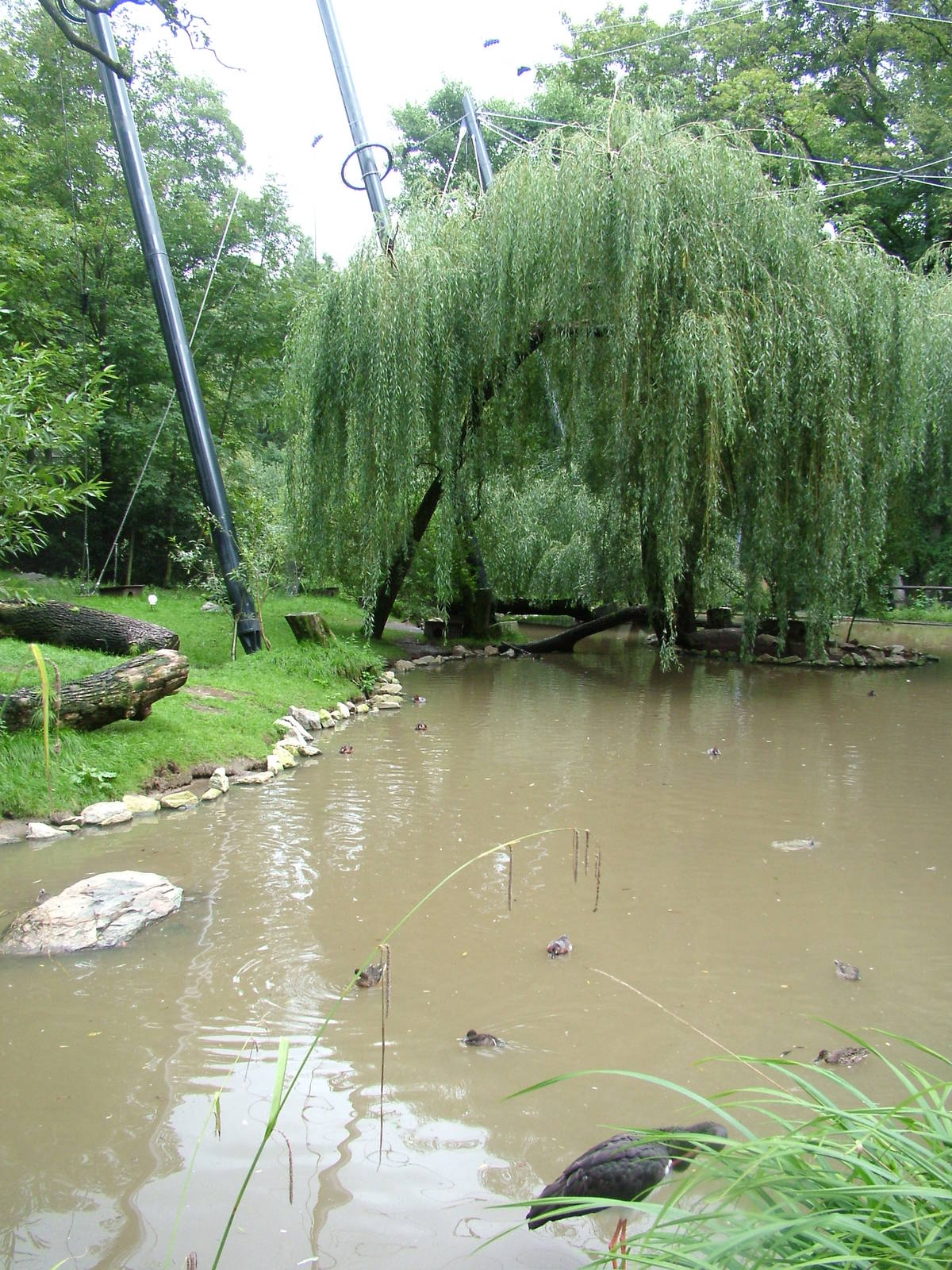 Walk-through Aviary at Opel-Zoo Kronberg, 30/08/10