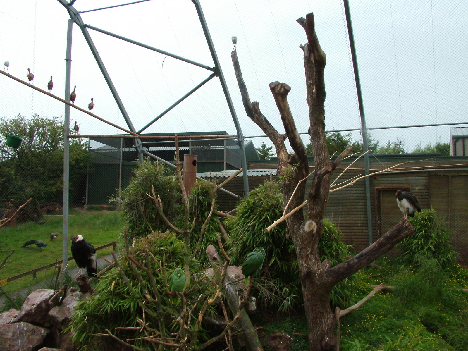 Walk-through aviary at South Lakes WAP 2008