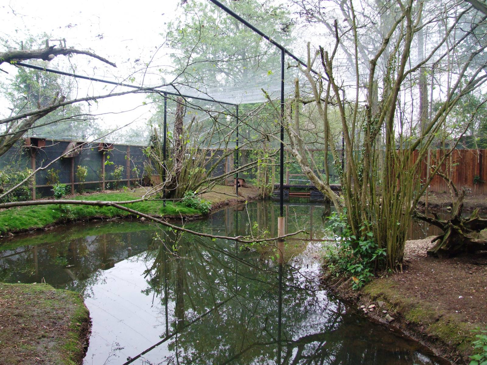 Walk-through Aviary at Tropical Birdland, 18/05/13