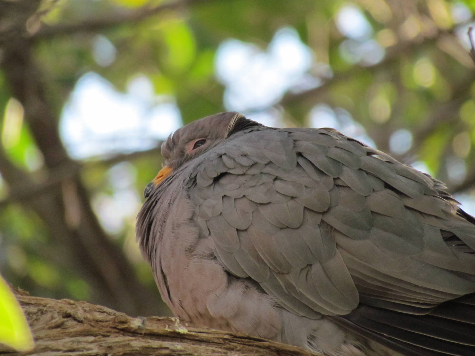 Walk-through Aviary - Band-tailed Pigeon