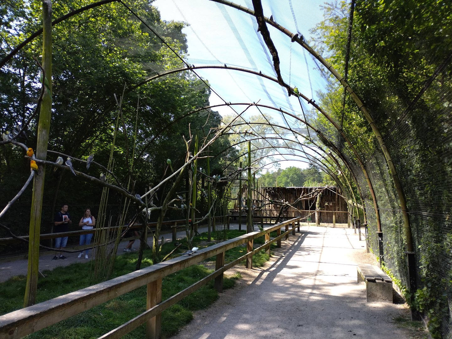 Walk through aviary for parakeets