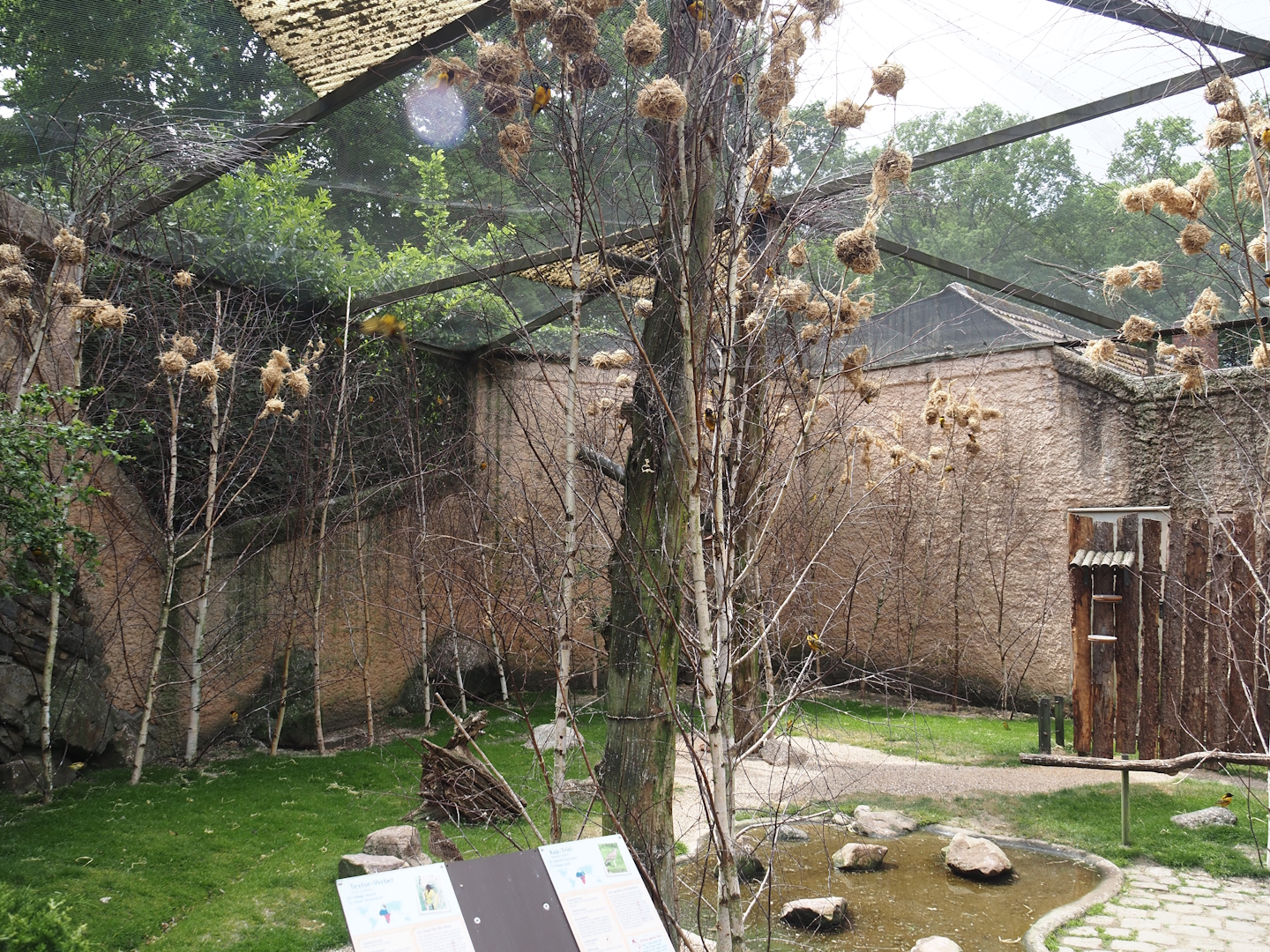 Walk-through aviary for Village weaver and Spotted dikkop, 2025-05-22