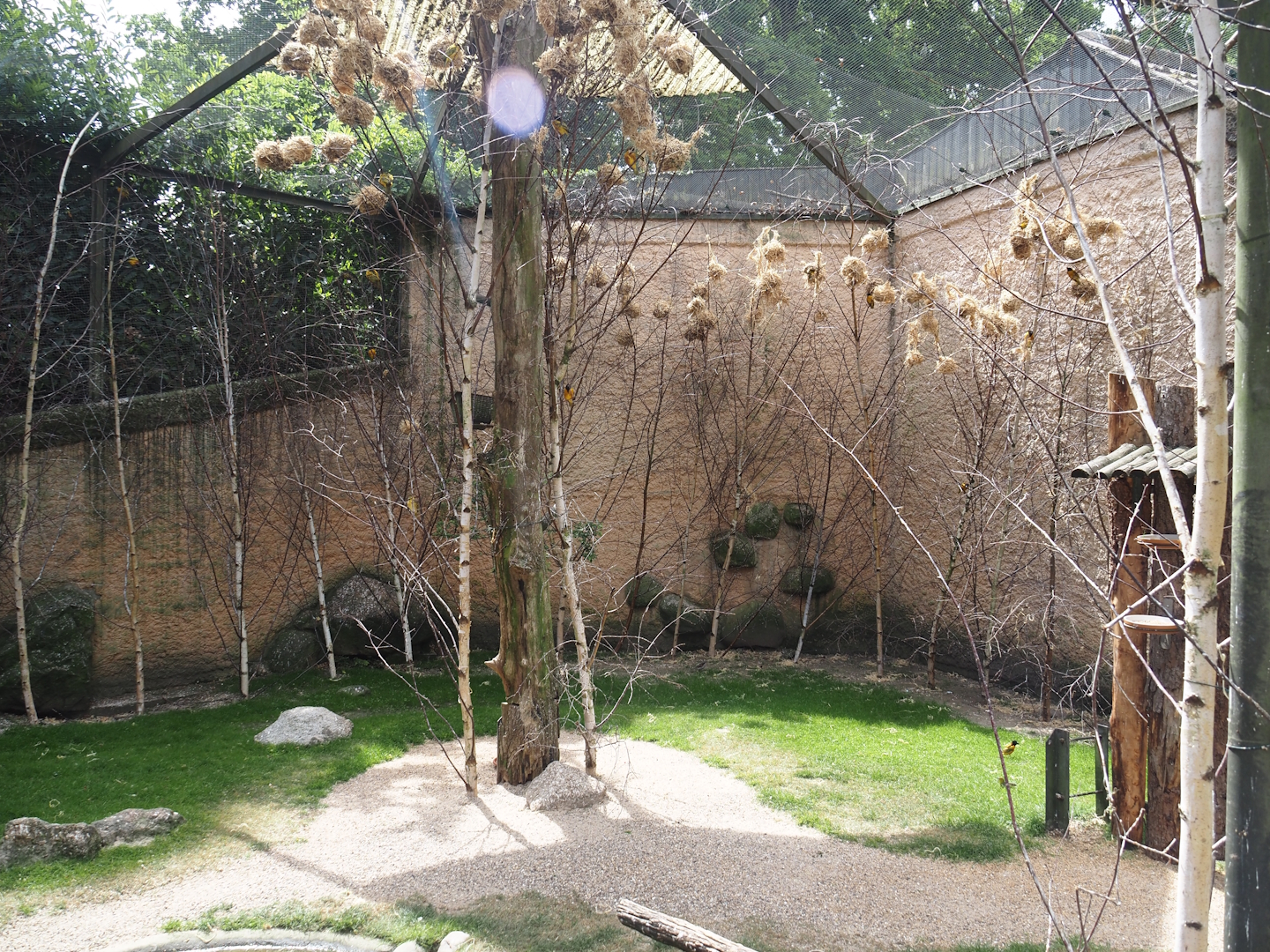 Walk-through aviary for Village weaver and Spotted dikkop, 2025-05-22