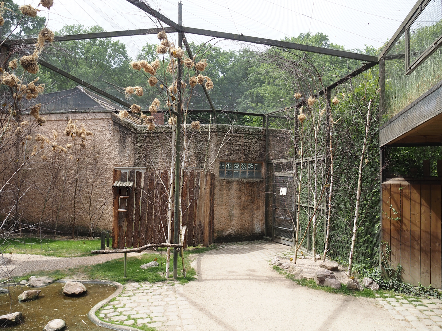 Walk-through aviary for Village weaver and Spotted dikkop, 2025-05-22