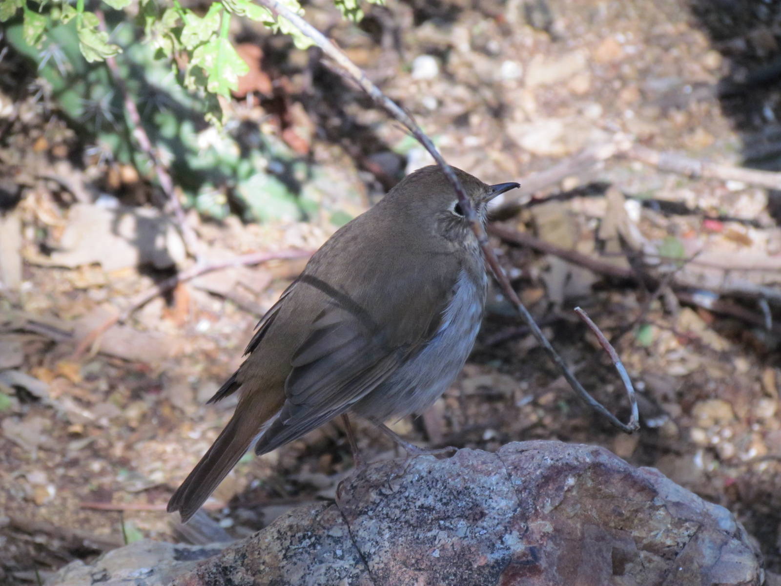 Walk-through Aviary - Hermit Thrush