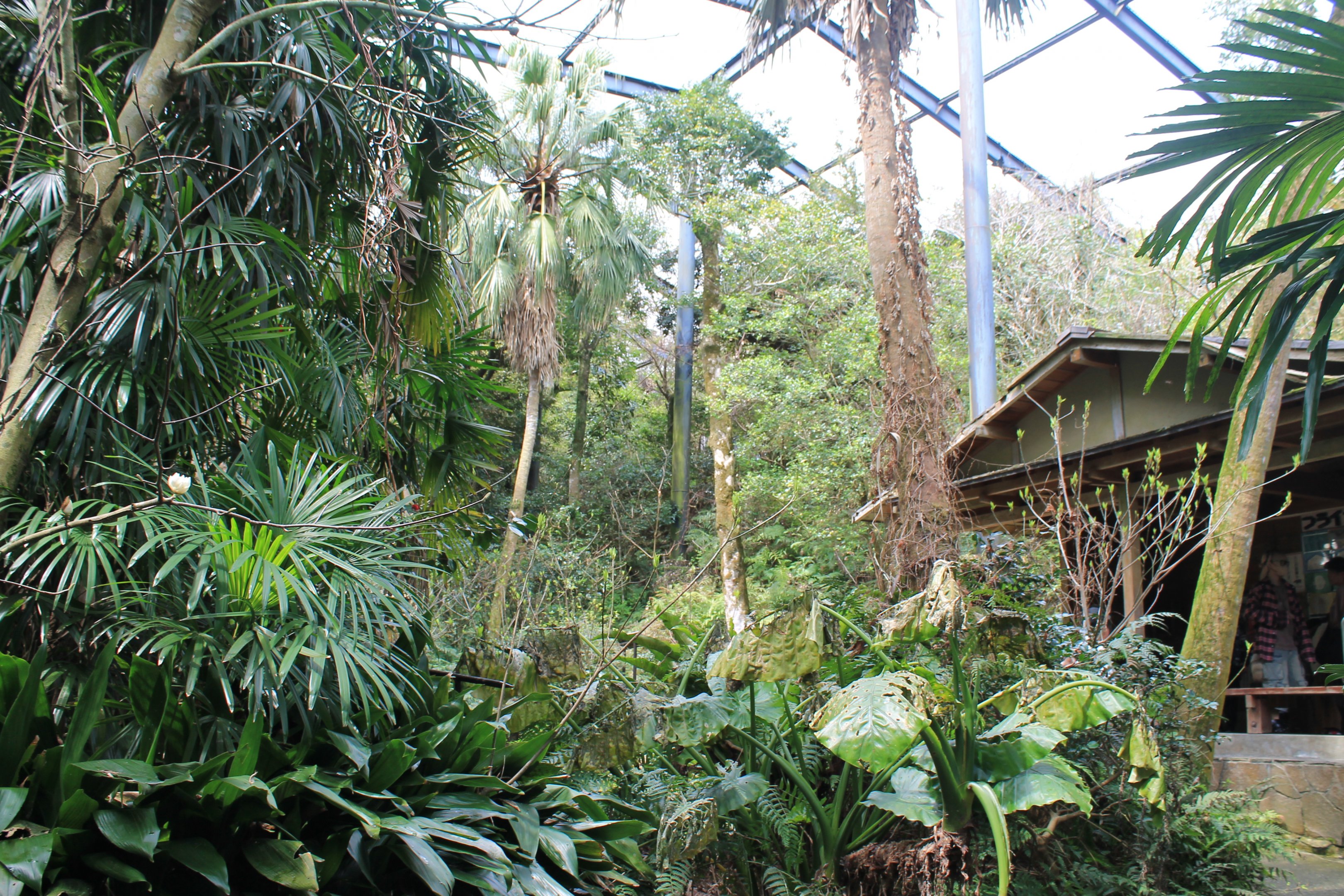 Walk-through aviary - Hirakawa Zoo (Kagoshima)