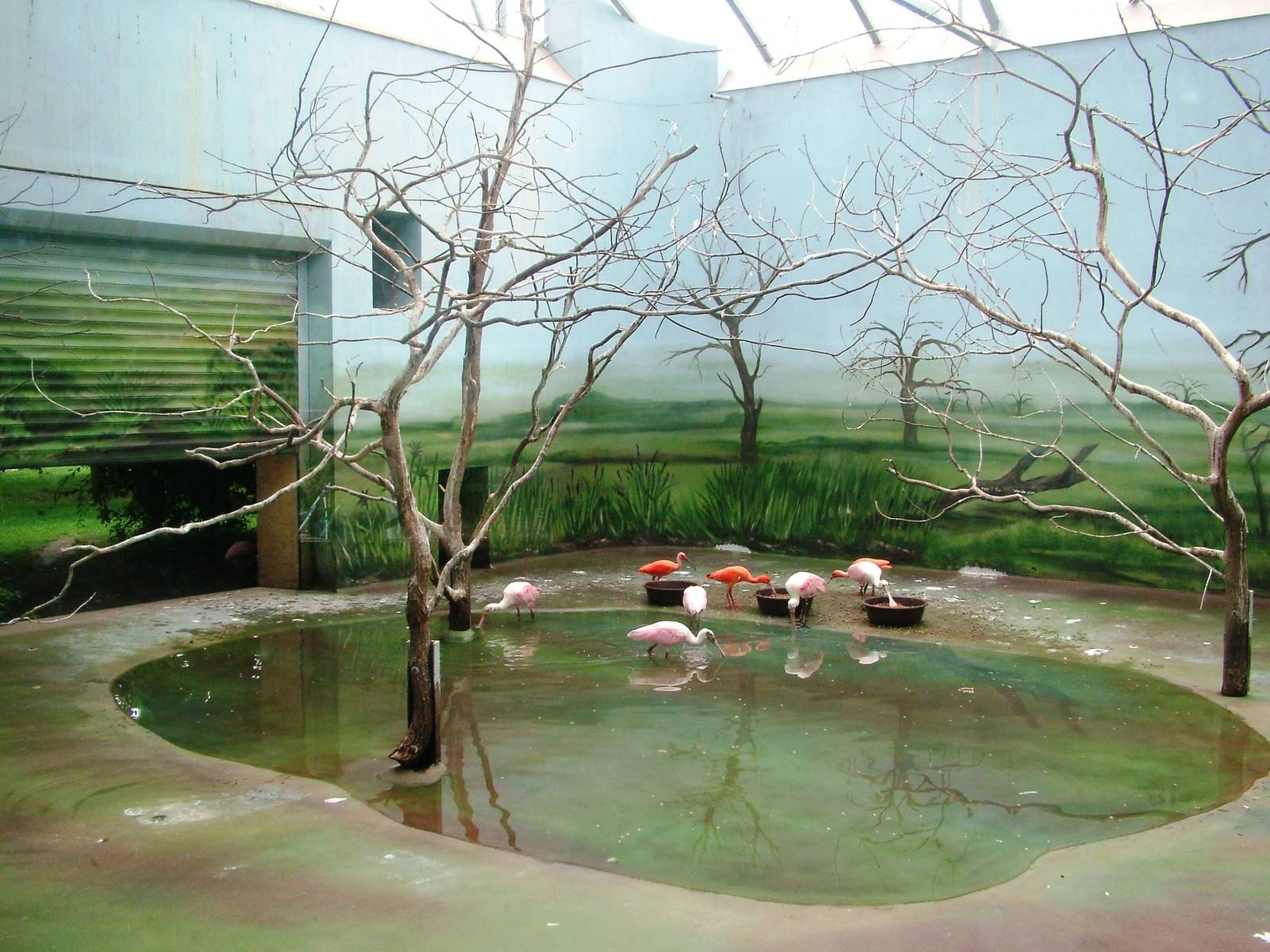 Walk-through Aviary Indoor Quarters at Dvur Kralove, 27/08/12