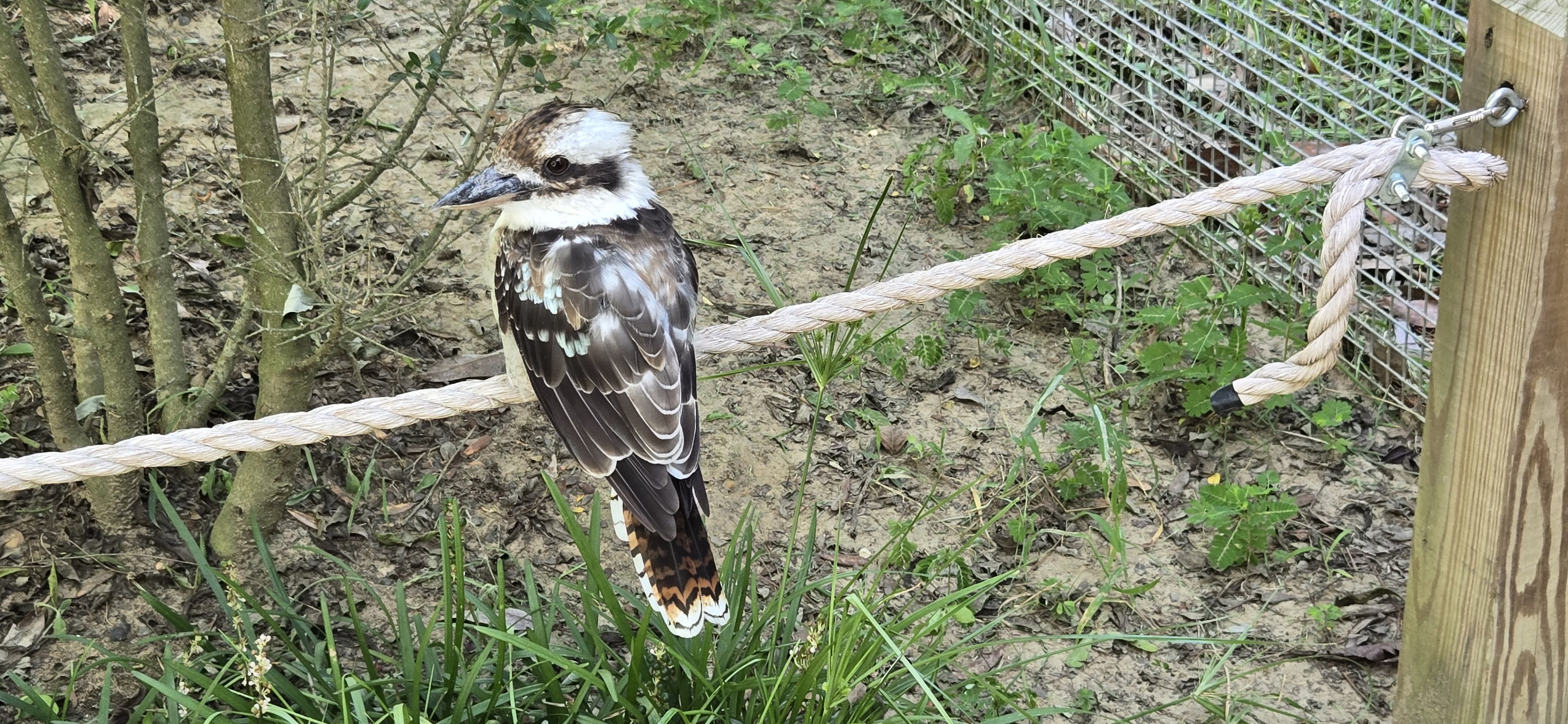 Walk through Aviary - kookaburra