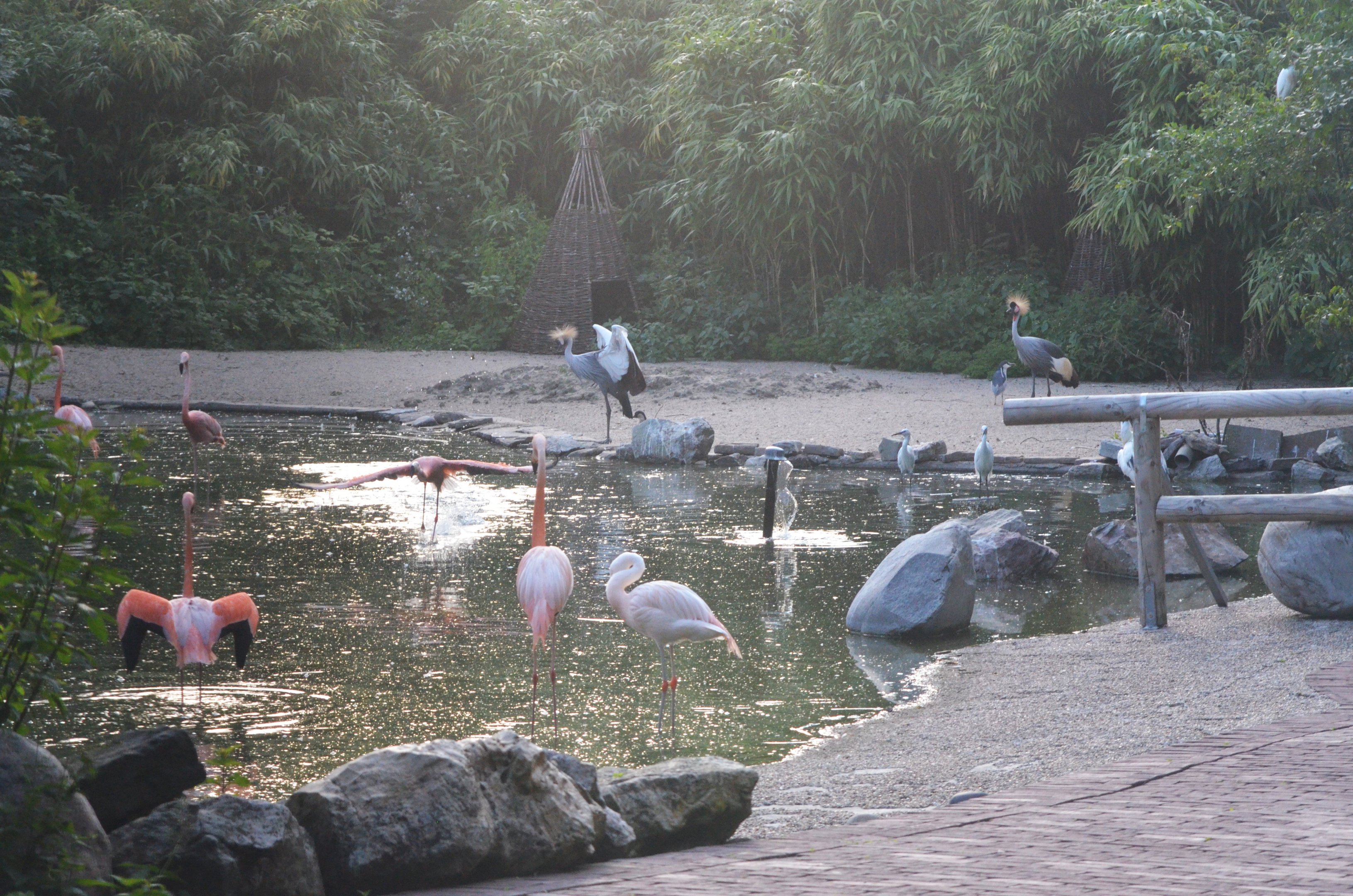 Walk-through Aviary Residents at Grugapark, 17/06/19