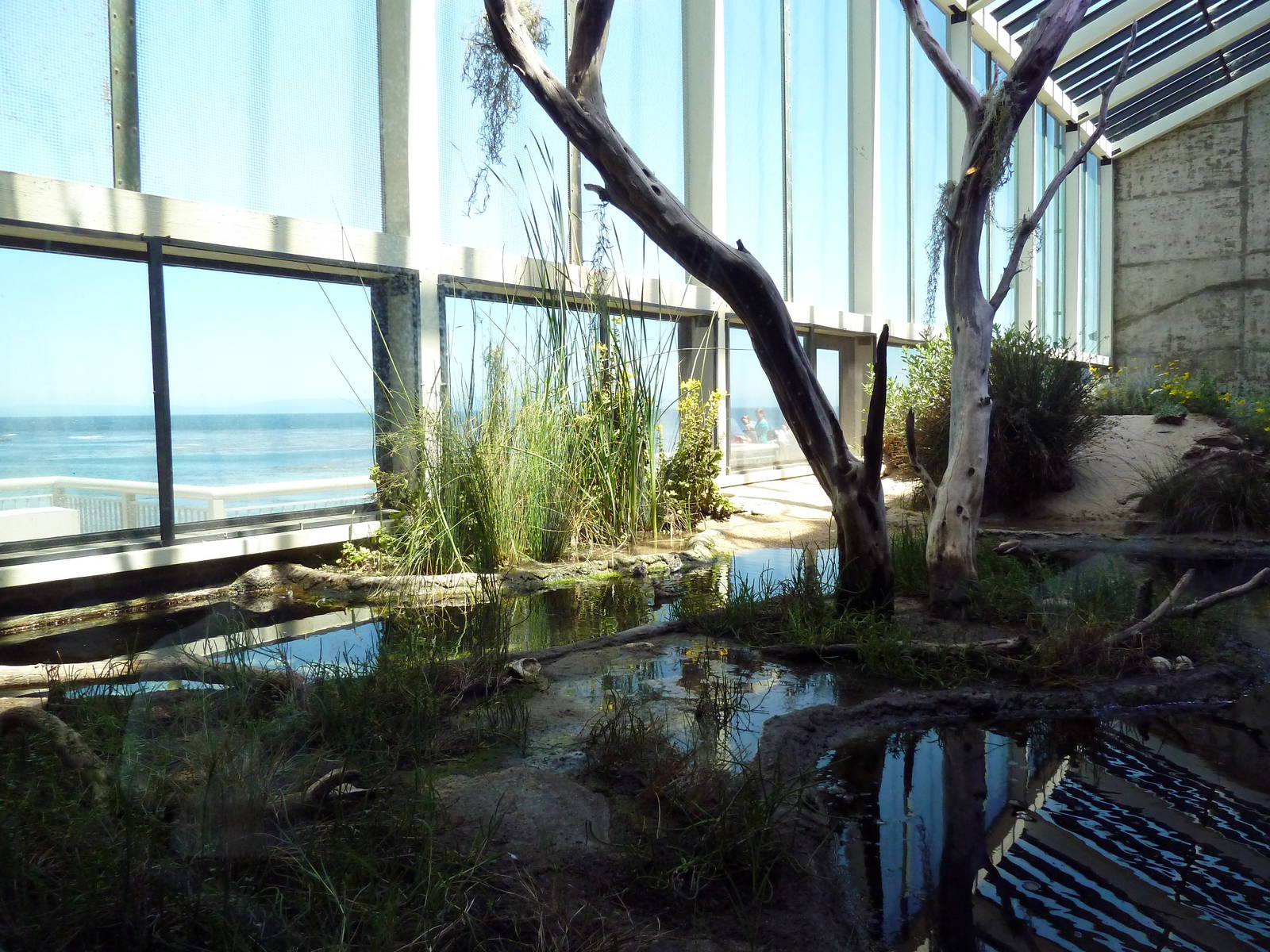 Walk-Through Aviary - Shorebirds