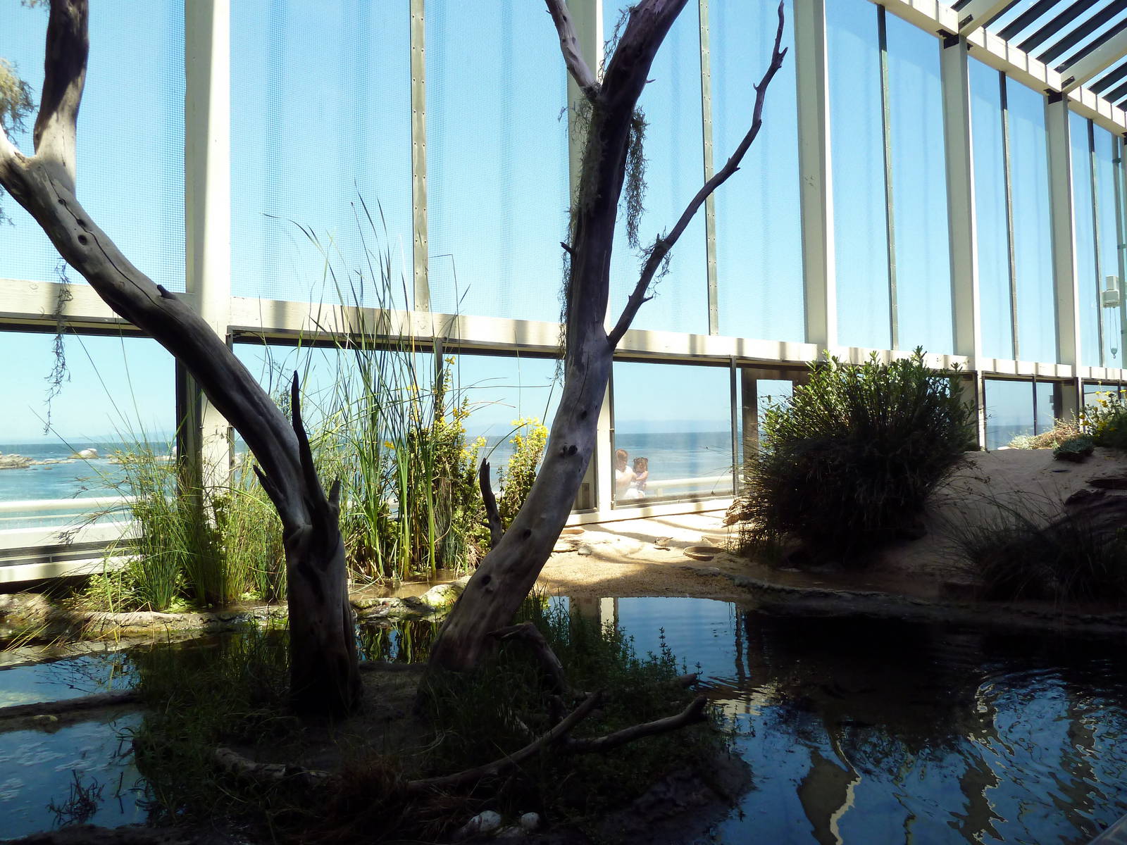 Walk-Through Aviary - Shorebirds