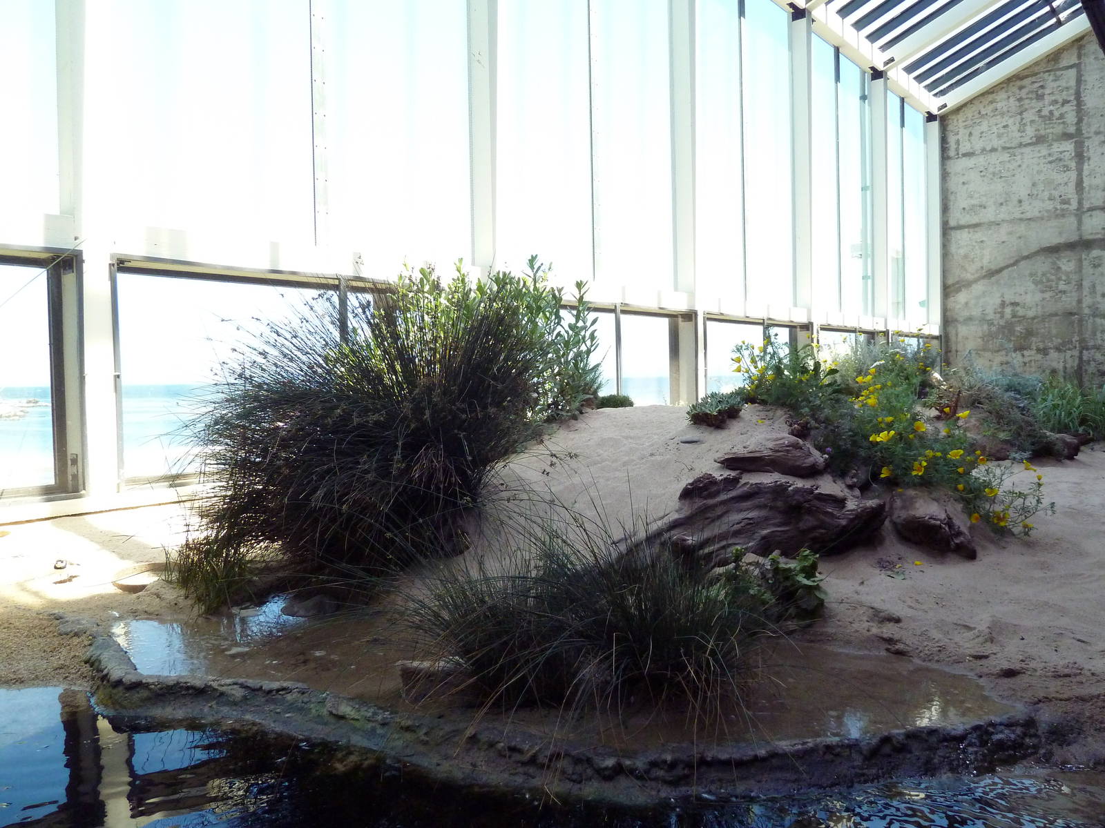 Walk-Through Aviary - Shorebirds