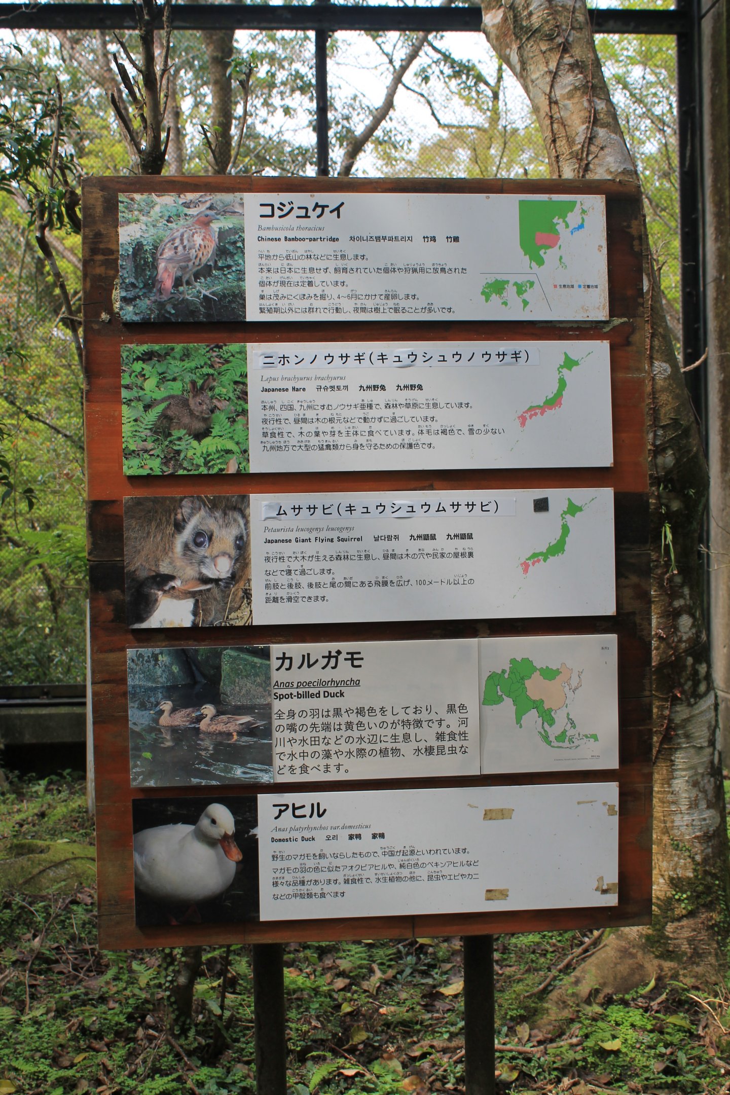 Walk-through aviary signage - Hirakawa Zoo (Kagoshima)