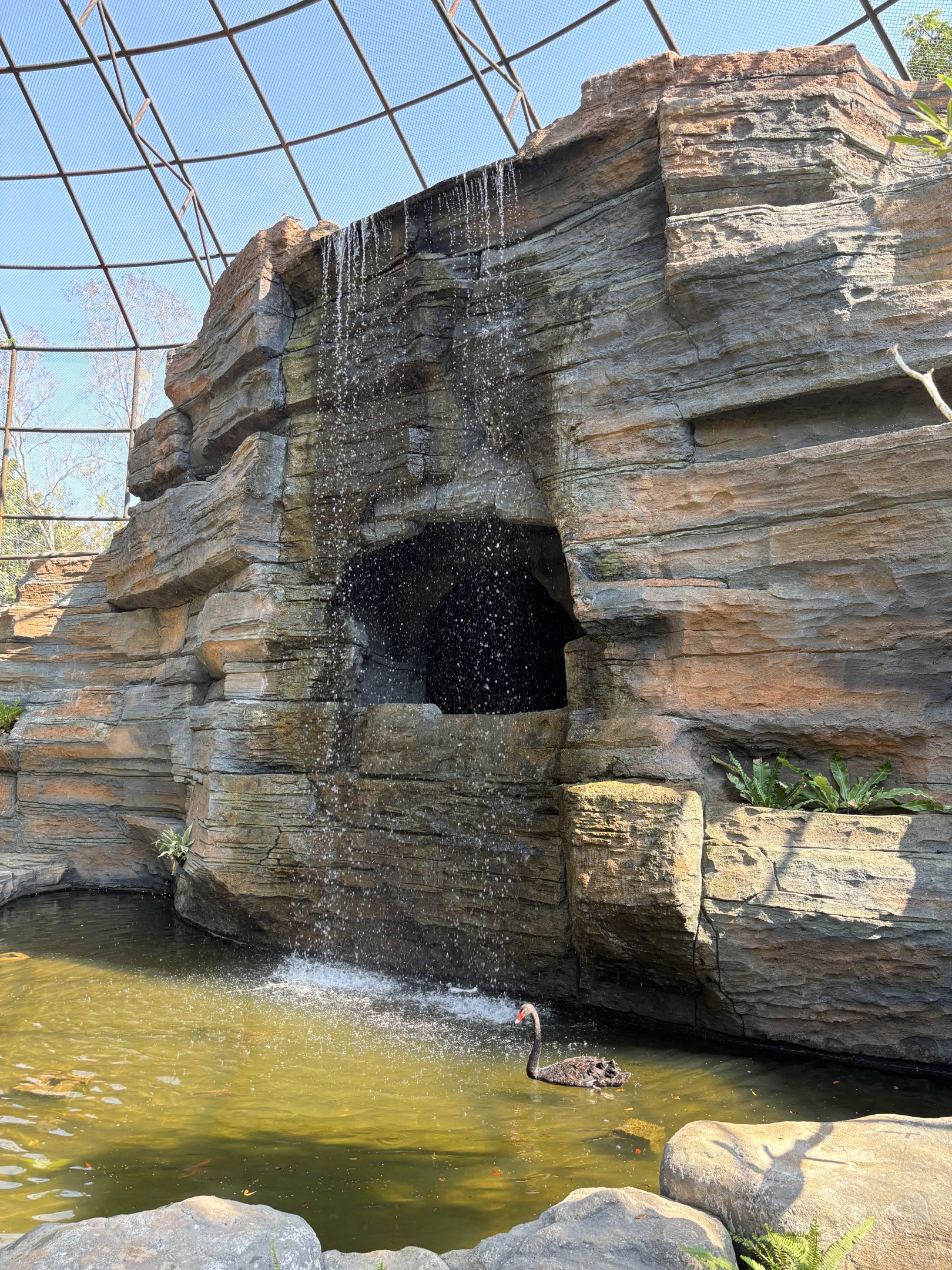 Walk-through Aviary - Solo Safari