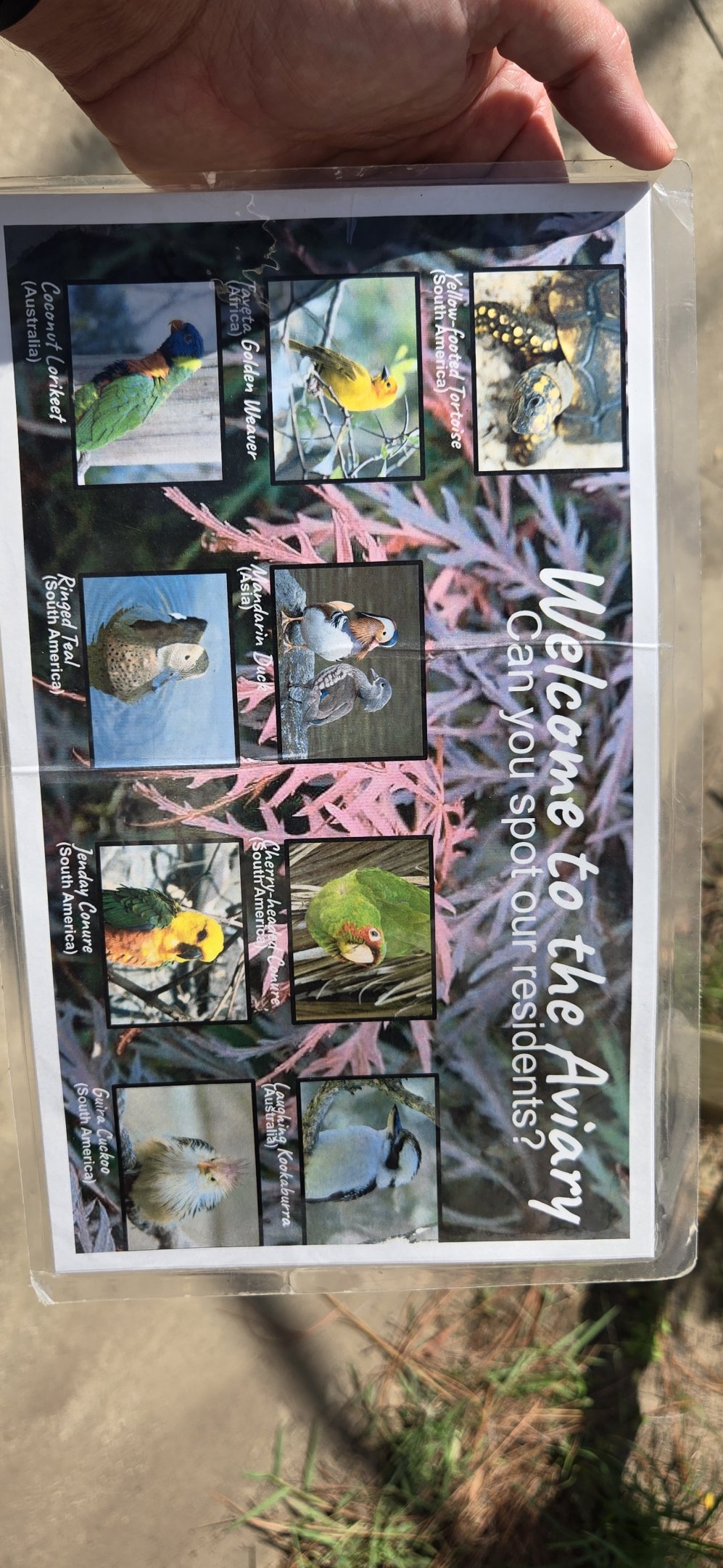 Walk through Aviary species card