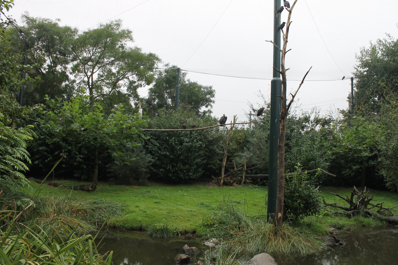 Walk-through aviary - Vultures and Wadingbirds
