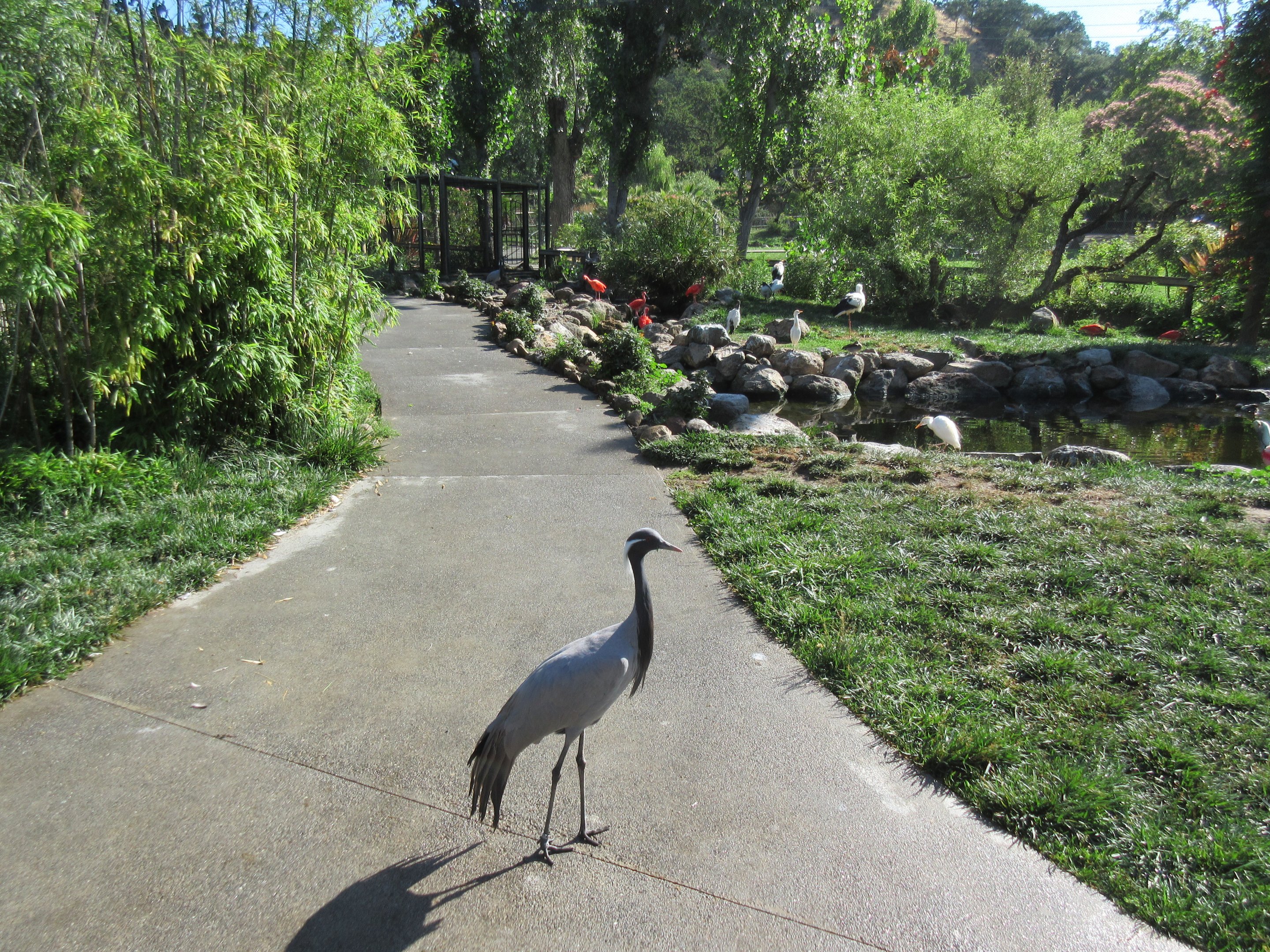 Walk-Through Aviary (with extremely territorial Demoiselle Cranes!)