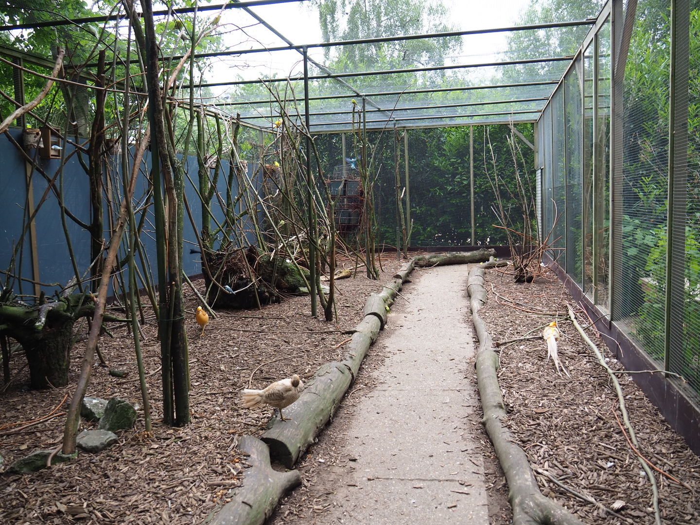 Walk-through aviary with pheasants, parakeets and a turaco, 2019-05-25