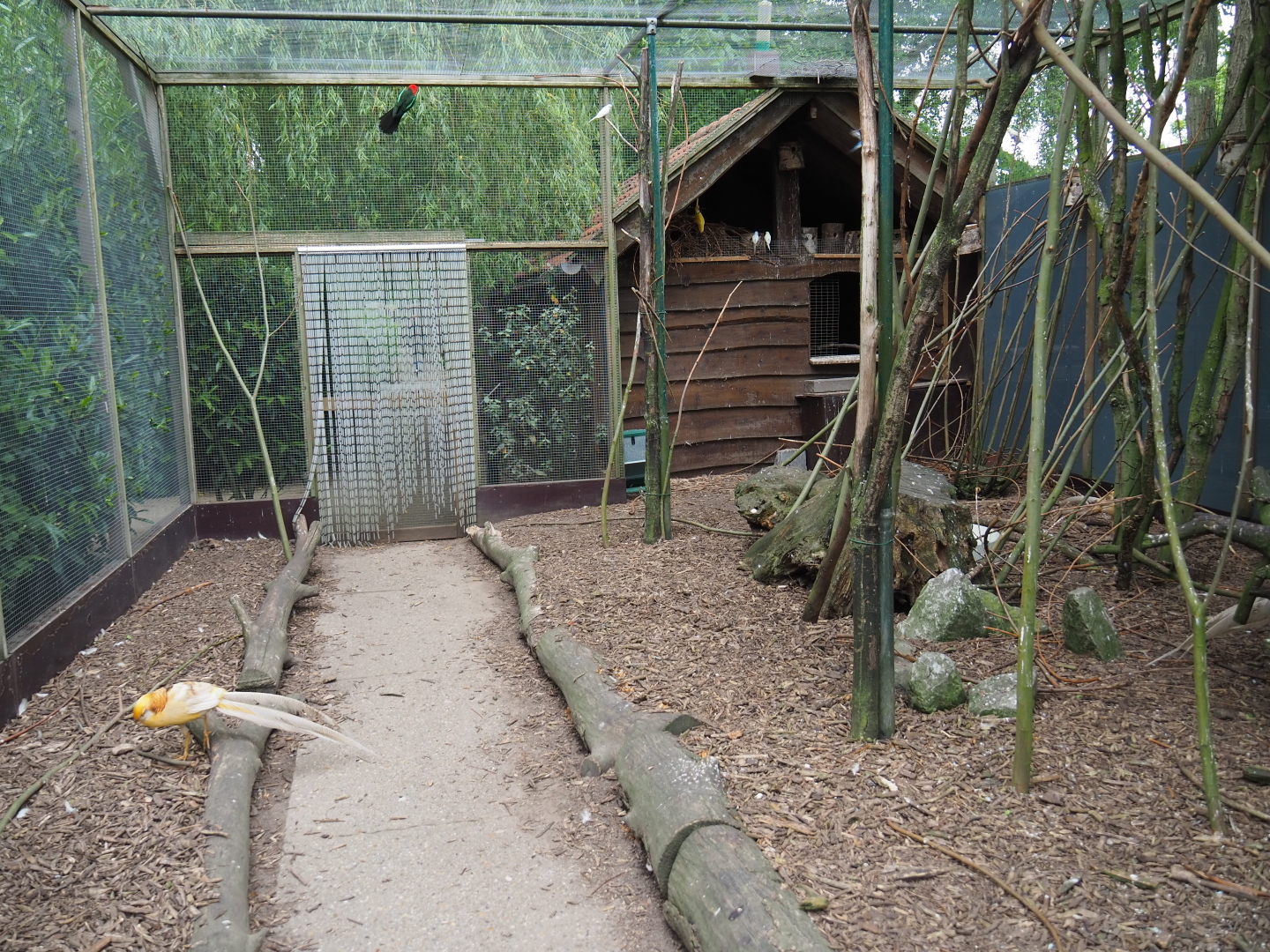Walk-through aviary with pheasants, parakeets and a turaco, 2019-05-25