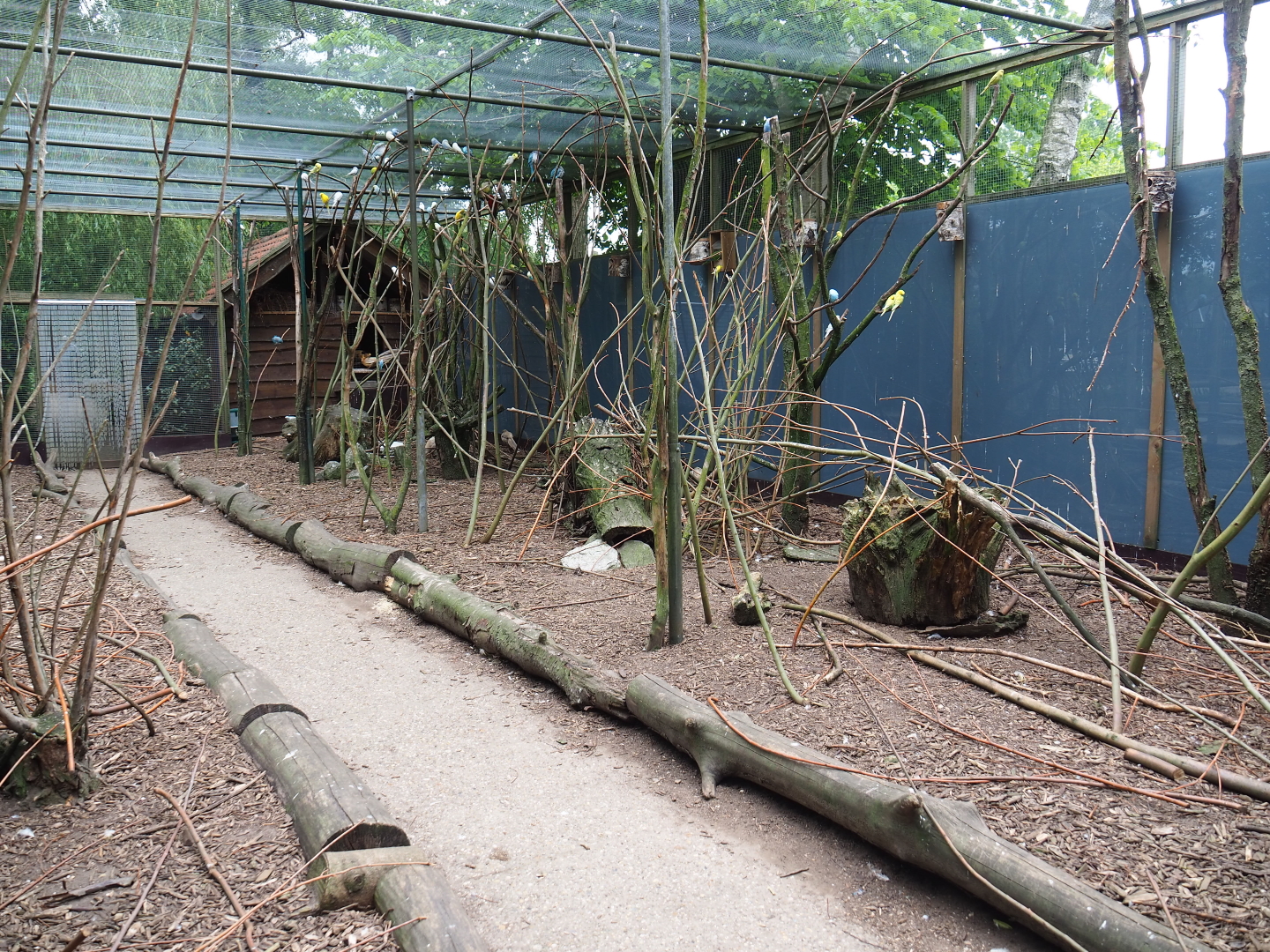 Walk-through aviary with pheasants, parakeets and a turaco, 2019-05-25